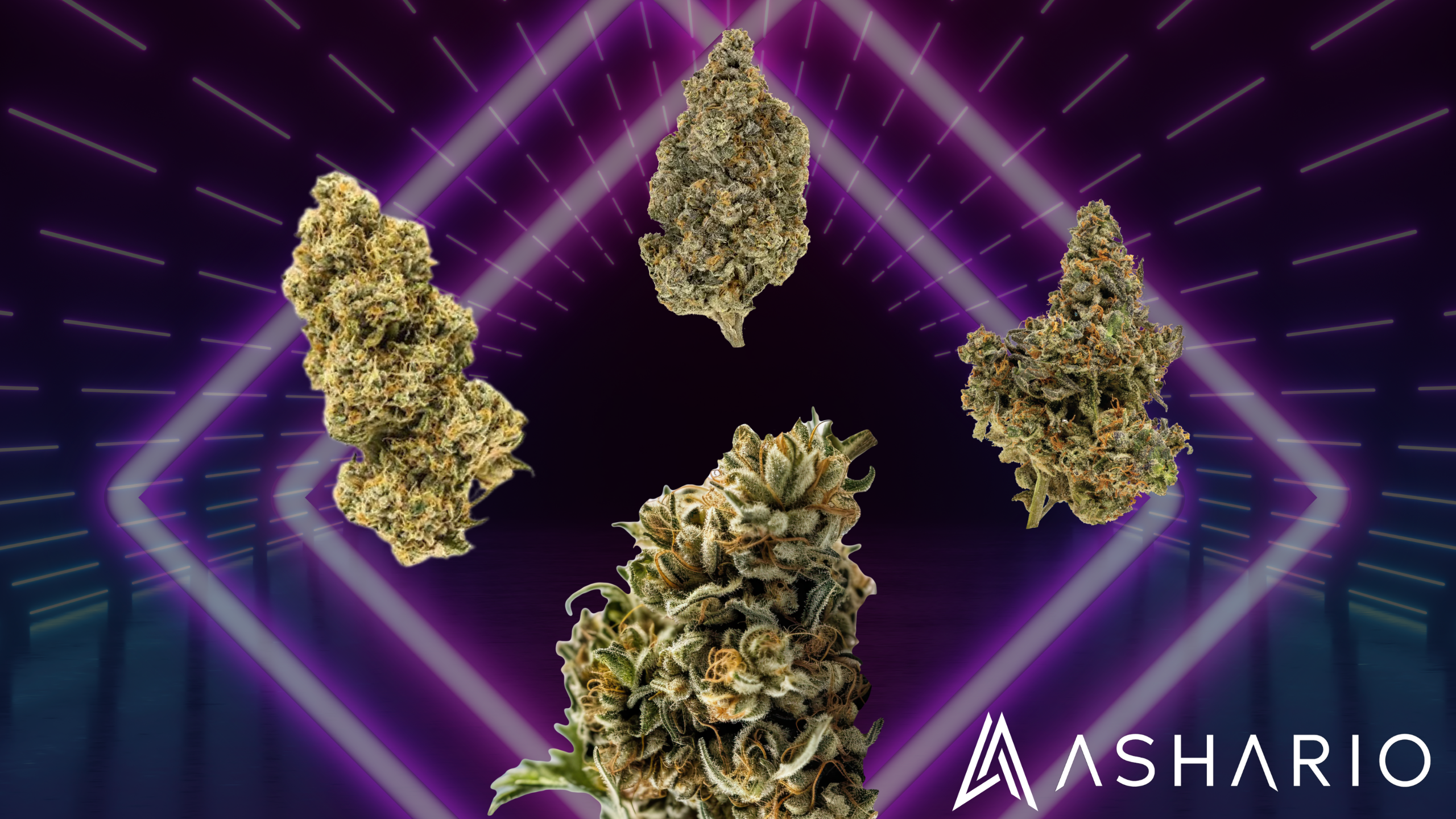Discover the art of joint rolling with exotic cannabis strains at Ashario Cannabis. Elevate your smoking experience with rare terpene profiles and potent highs.