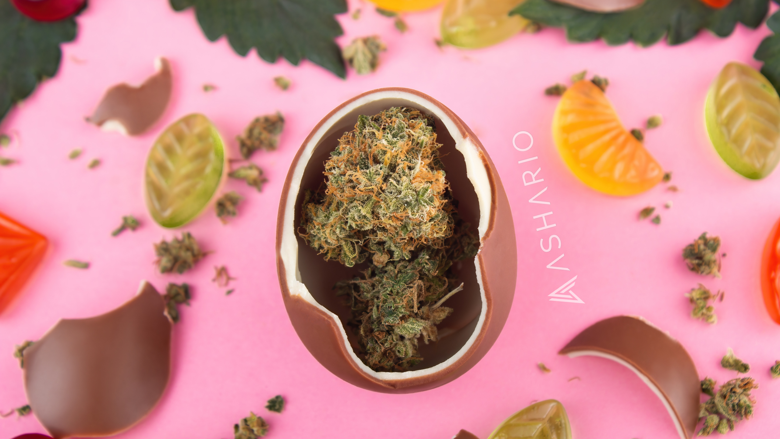 Indulge in the blissful experience of high THC edibles at Ashario Cannabis. Our curated selection offers a range of delicious treats infused with potent THC to elevate your cannabis experience.