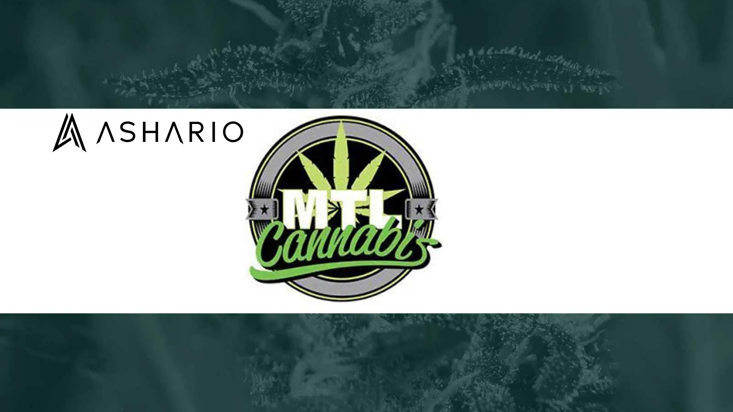Discover high-THC cannabis strains at Ashario in Montreal. Explore potent options like Sage N' Sour Sativa and Jungl' Cake Hybrid.