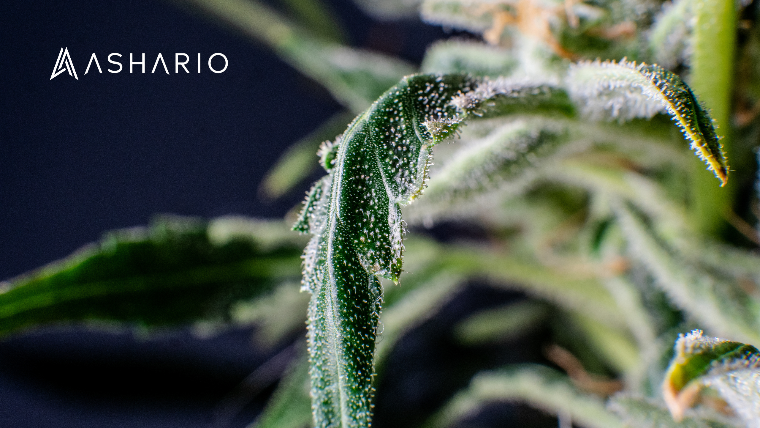 Explore the realm of potency with Ashario Cannabis' selection of the most potent marijuana strains. Our curated lineup features a range of cultivars known for their high THC content and powerful effects.