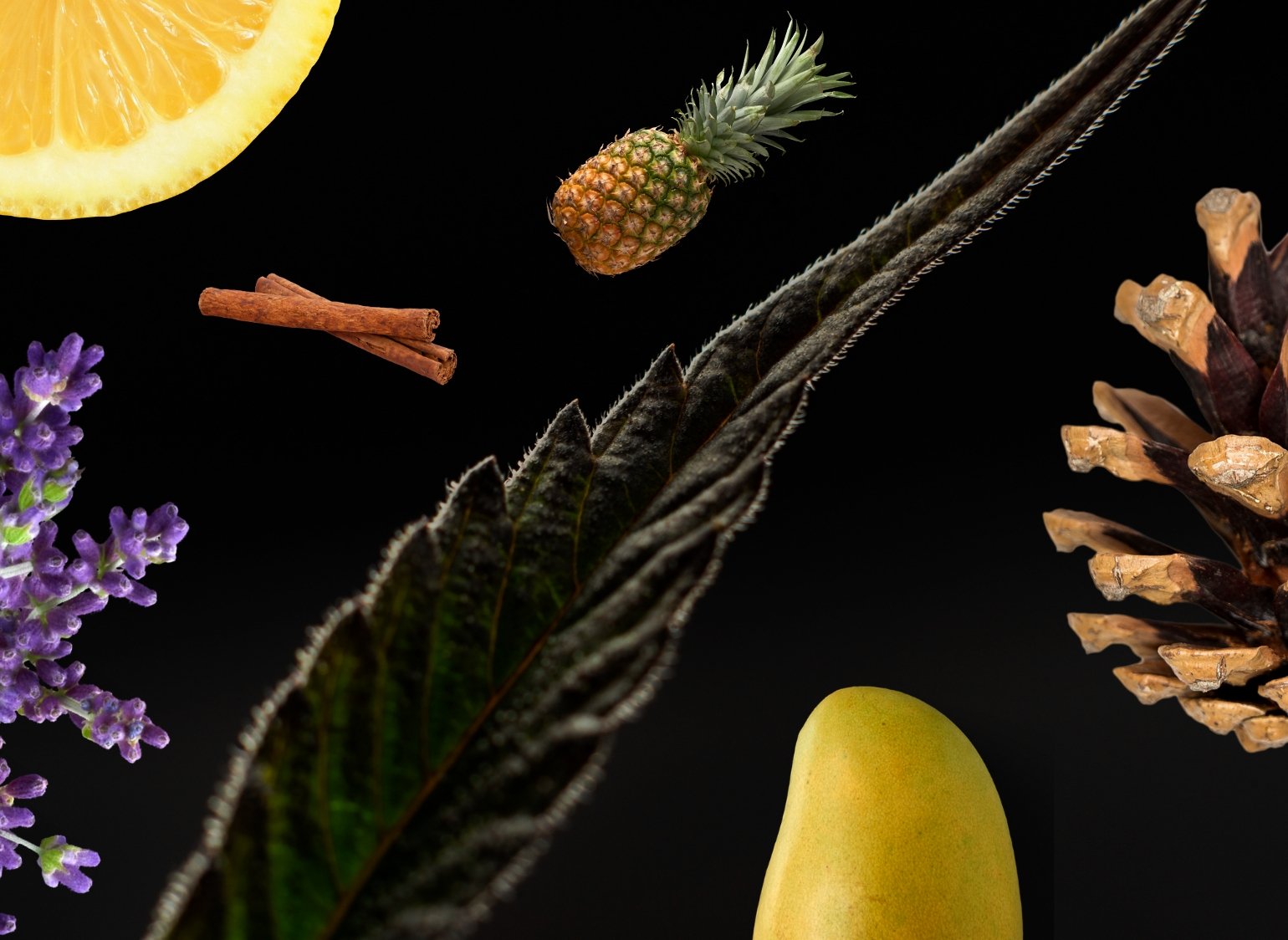 Dive into the world of terpenes with our comprehensive guide. Learn about these aromatic compounds found in cannabis and other plants, and how they contribute to the plant's distinctive aroma, flavor, and effects.