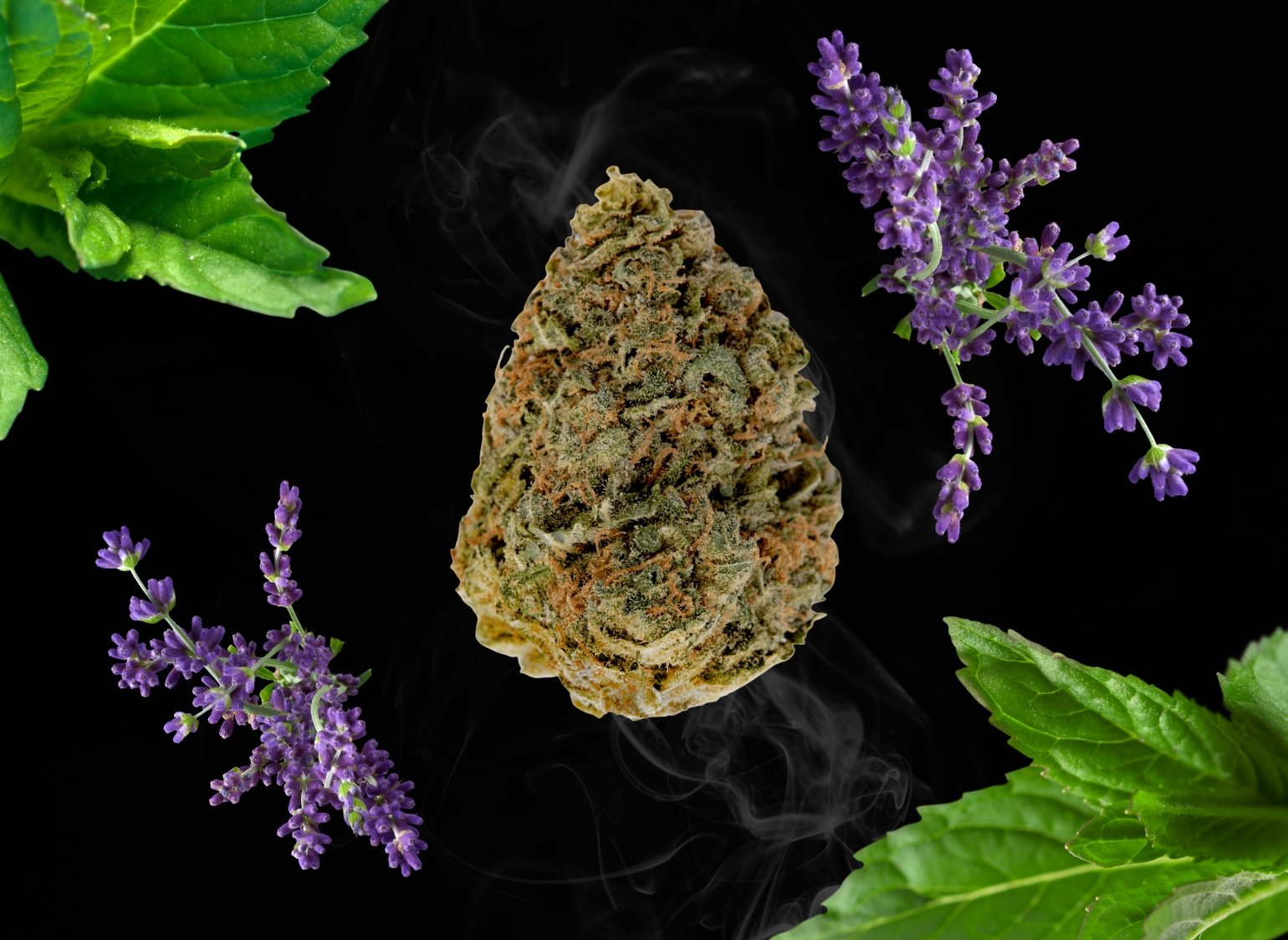 Step into the world of terpenes with a spotlight on linalool. Learn about this aromatic compound found in cannabis and other plants, celebrated for its calming and soothing properties.
