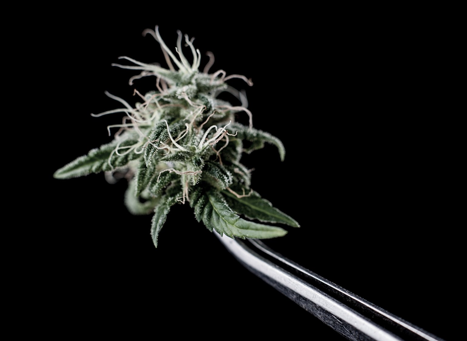 Delve into the world of THC potency and gain a deeper understanding of cannabis strength. Learn about tetrahydrocannabinol (THC), the primary psychoactive compound in cannabis, and how its potency is measured.