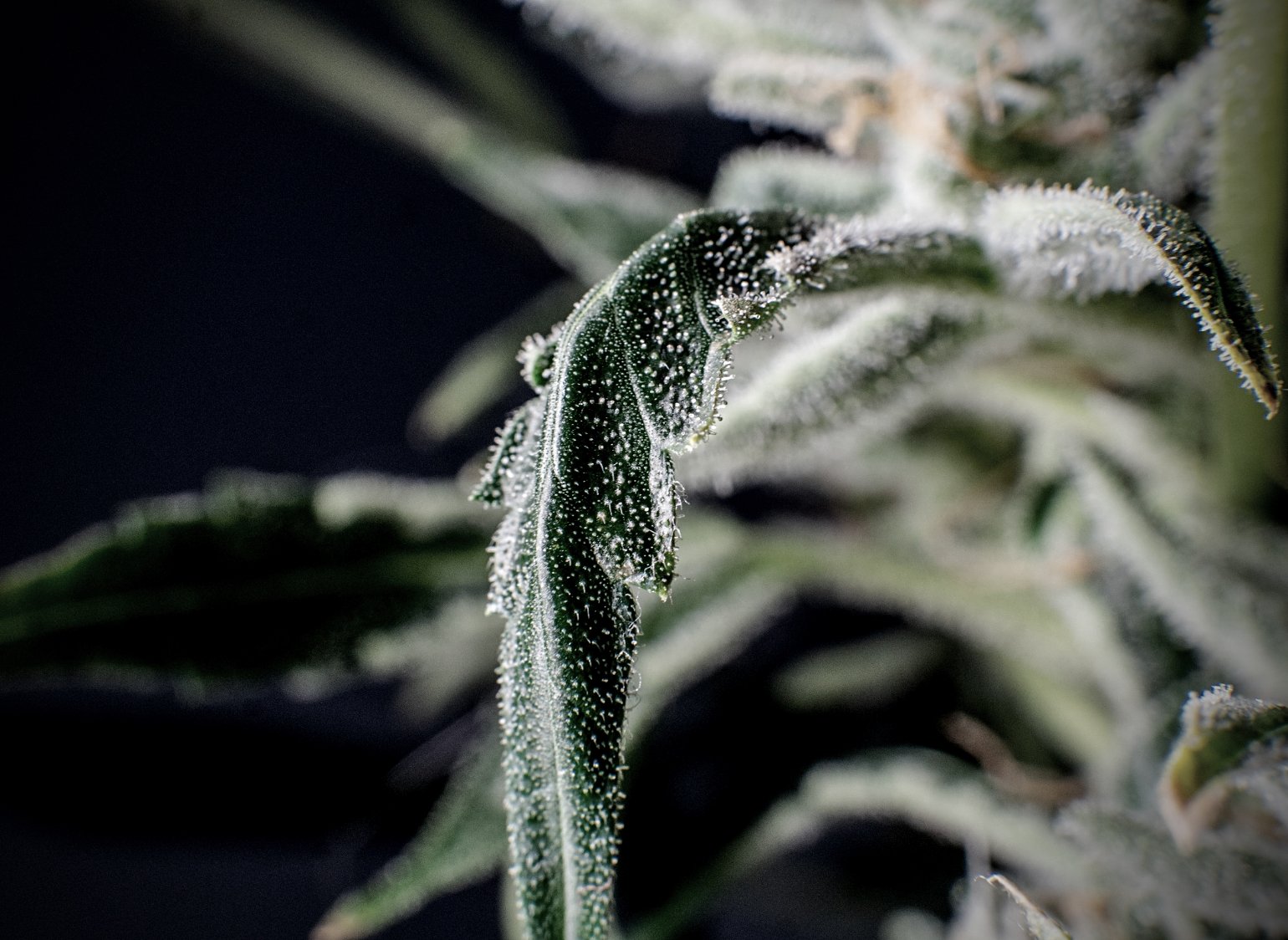 Hemp and Cannabis CBD: What’s the Difference?