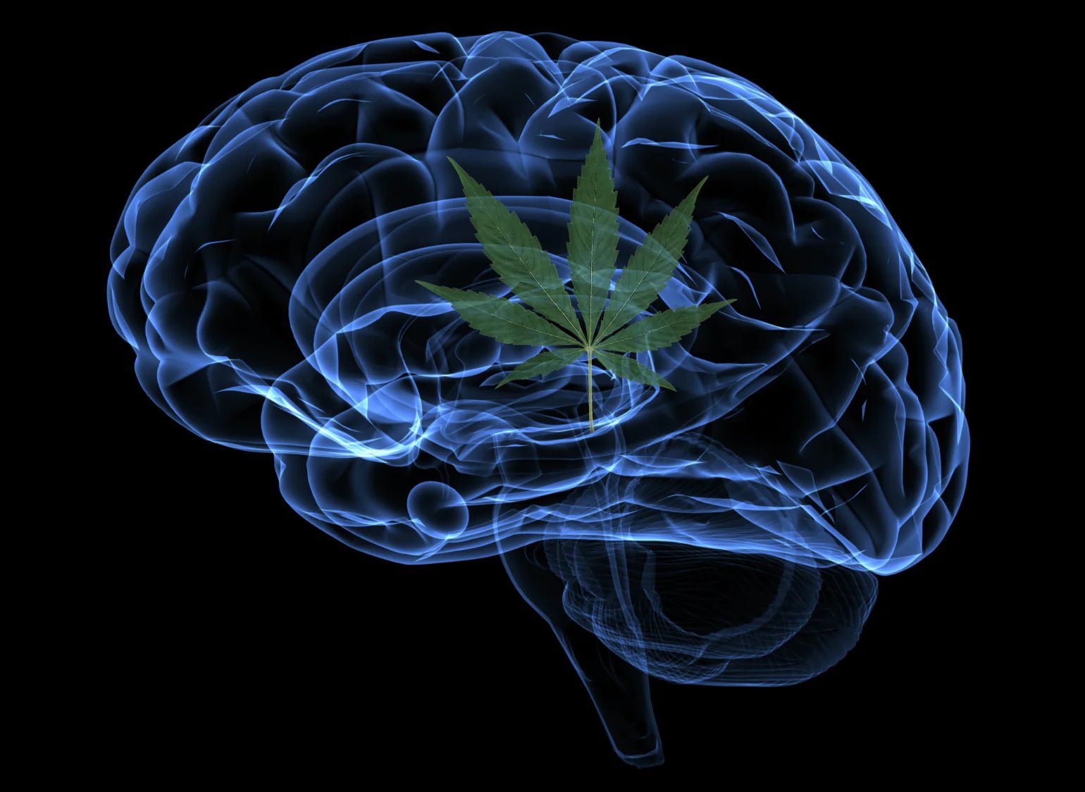 大麻對人體有何影響？