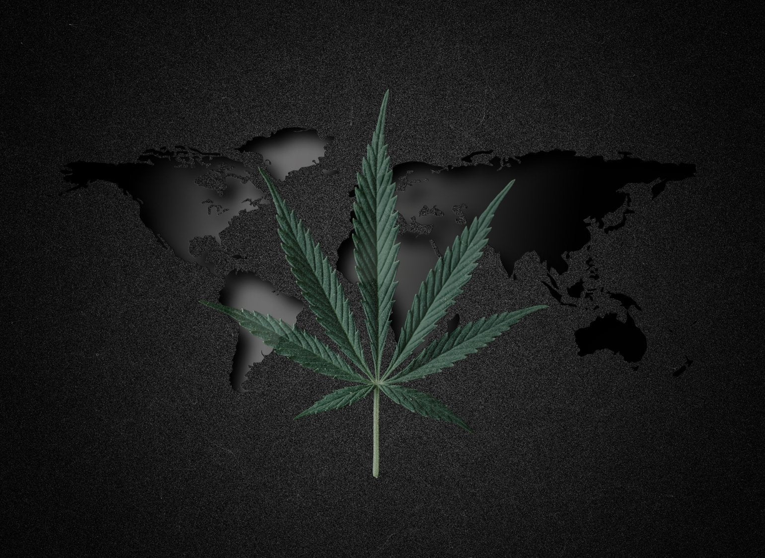 Embark on a journey through time with Ashario Cannabis as we explore the origins and early uses of cannabis. Trace the plant's fascinating history from its humble beginnings in Central Asia to its spread across continents and cultures.