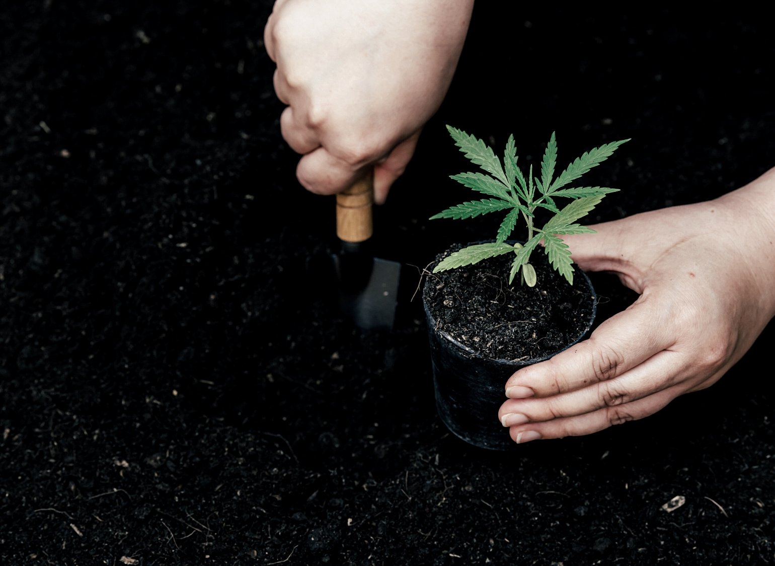 How to Grow Cannabis Outdoors