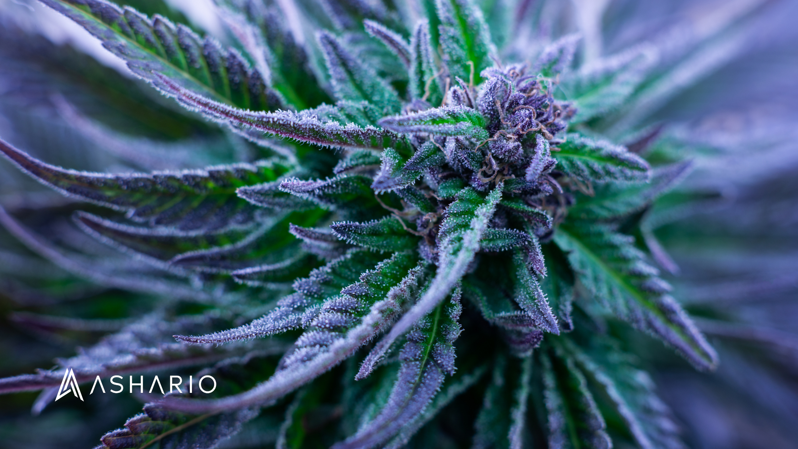 Welcome to Ashario Cannabis, your premier dispensary in Toronto offering a diverse selection of high-quality cannabis products.