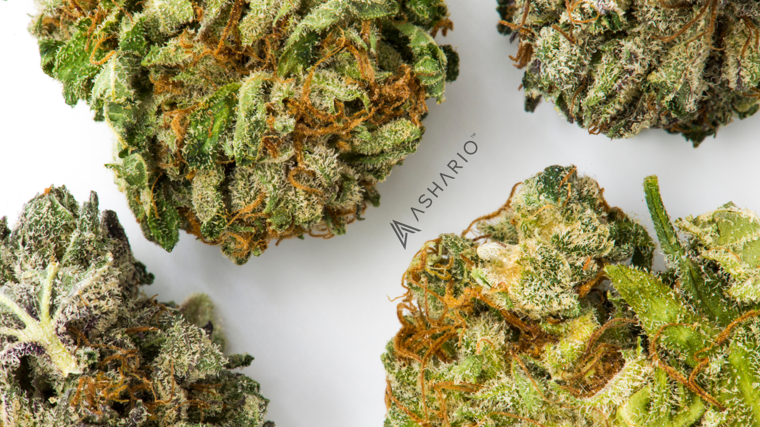 Ashario Cannabis stands out among dispensaries in North York for its diverse selection of strains. 