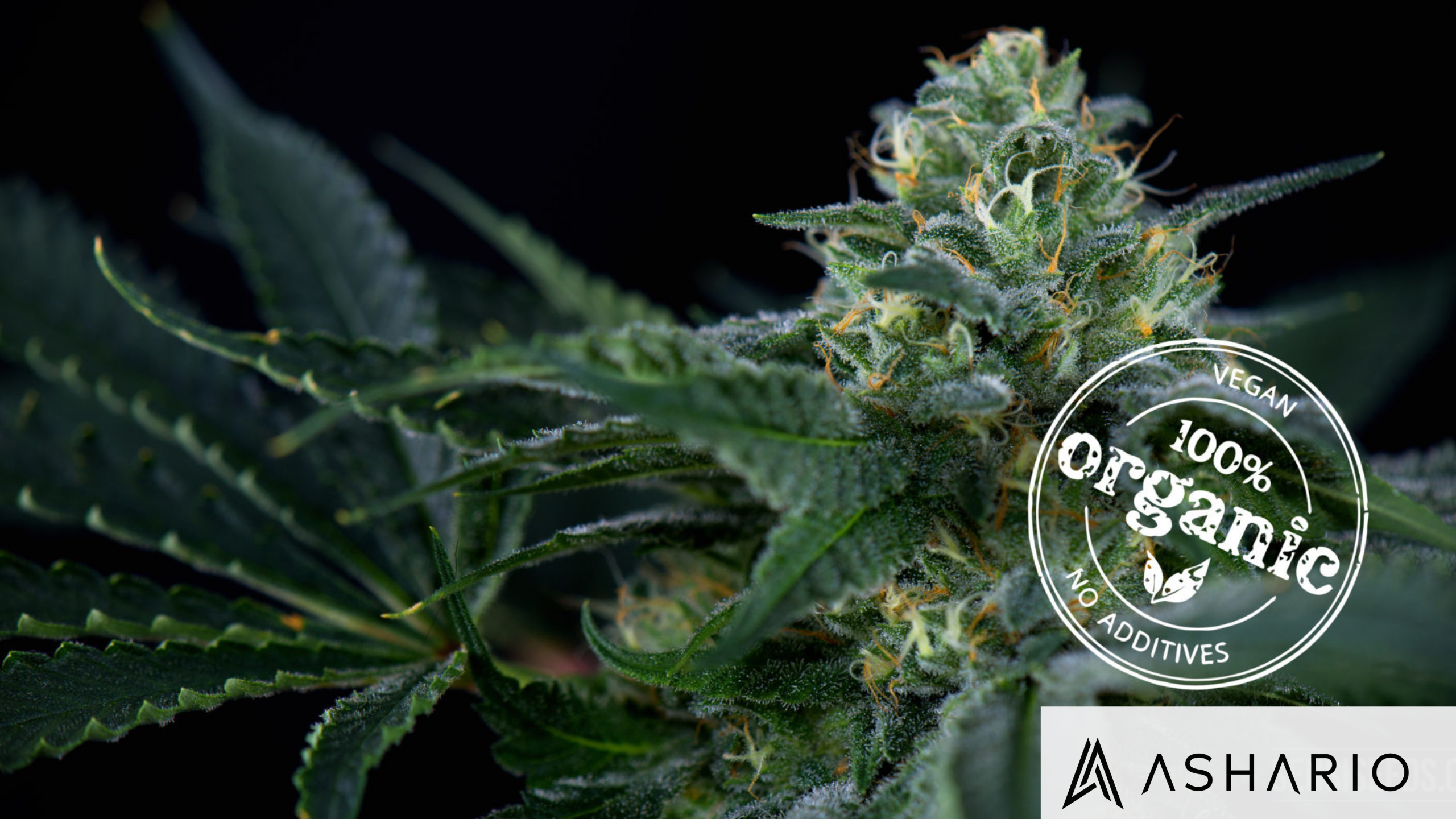 Ashario Cannabis leads the way in North York with its pioneering approach to organic cannabis cultivation.