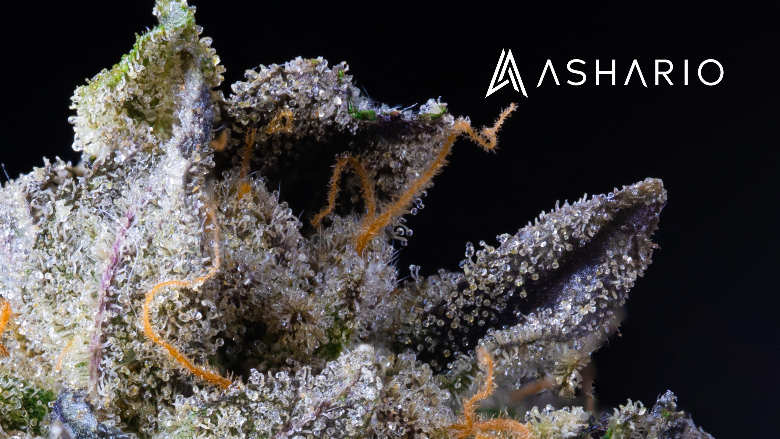 Discover the best cannabis products near you at Ashario Cannabis. From high-quality flower to potent concentrates and delicious edibles, our dispensary offers a wide range of options to suit every preference and need.