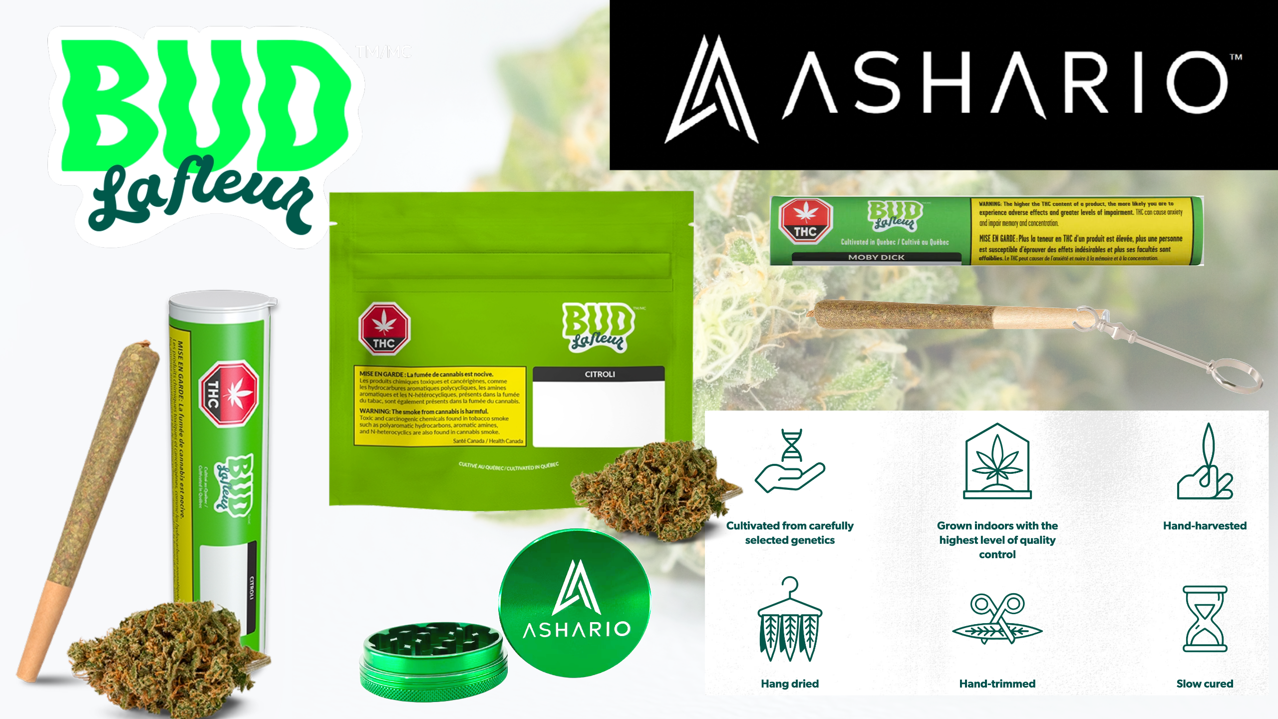 Discover the epitome of cannabis luxury with Bud Lafleur, a premium line of flower and pre-rolls now available at Ashario.