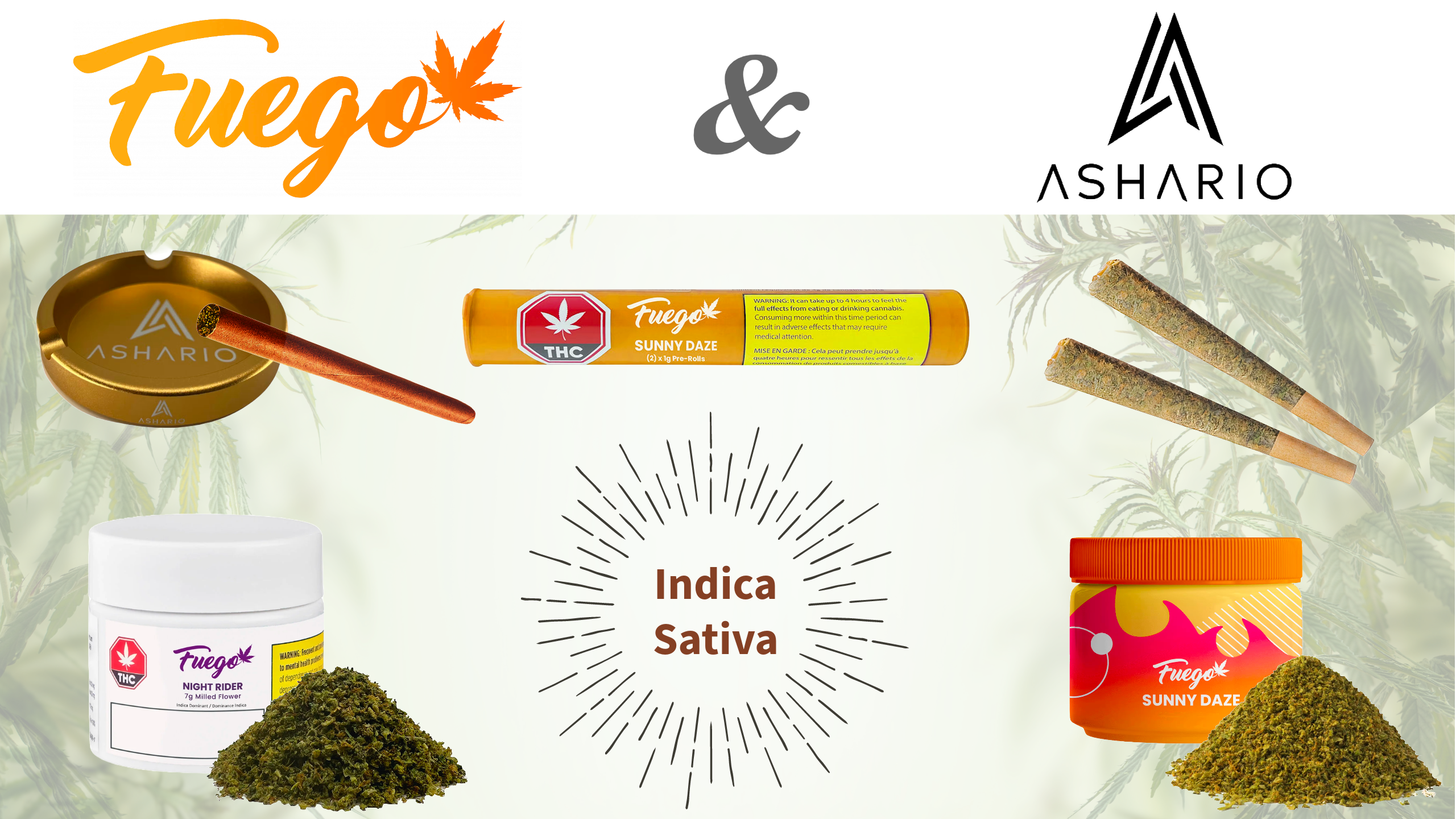 Ashario Cannabis Brand Spotlight: Feel the Heat with Fuego 🔥