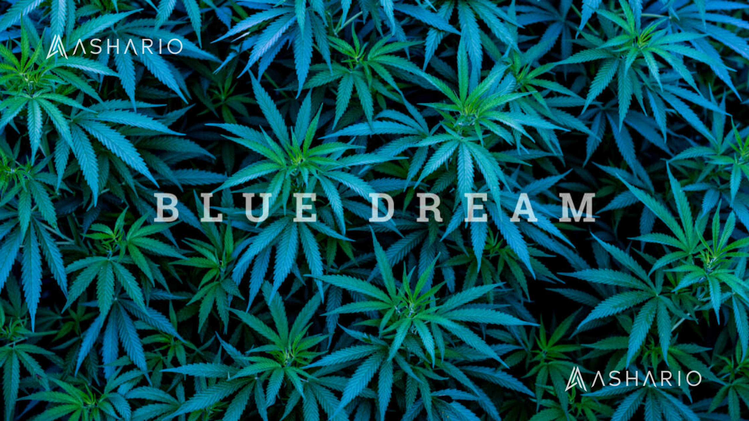 Ignite your imagination and soar to new heights with Ashario Cannabis' Blue Dream High THC. Crafted to inspire creativity and elevate your senses, this premium cannabis strain offers a tantalizing blend of euphoria and relaxation.