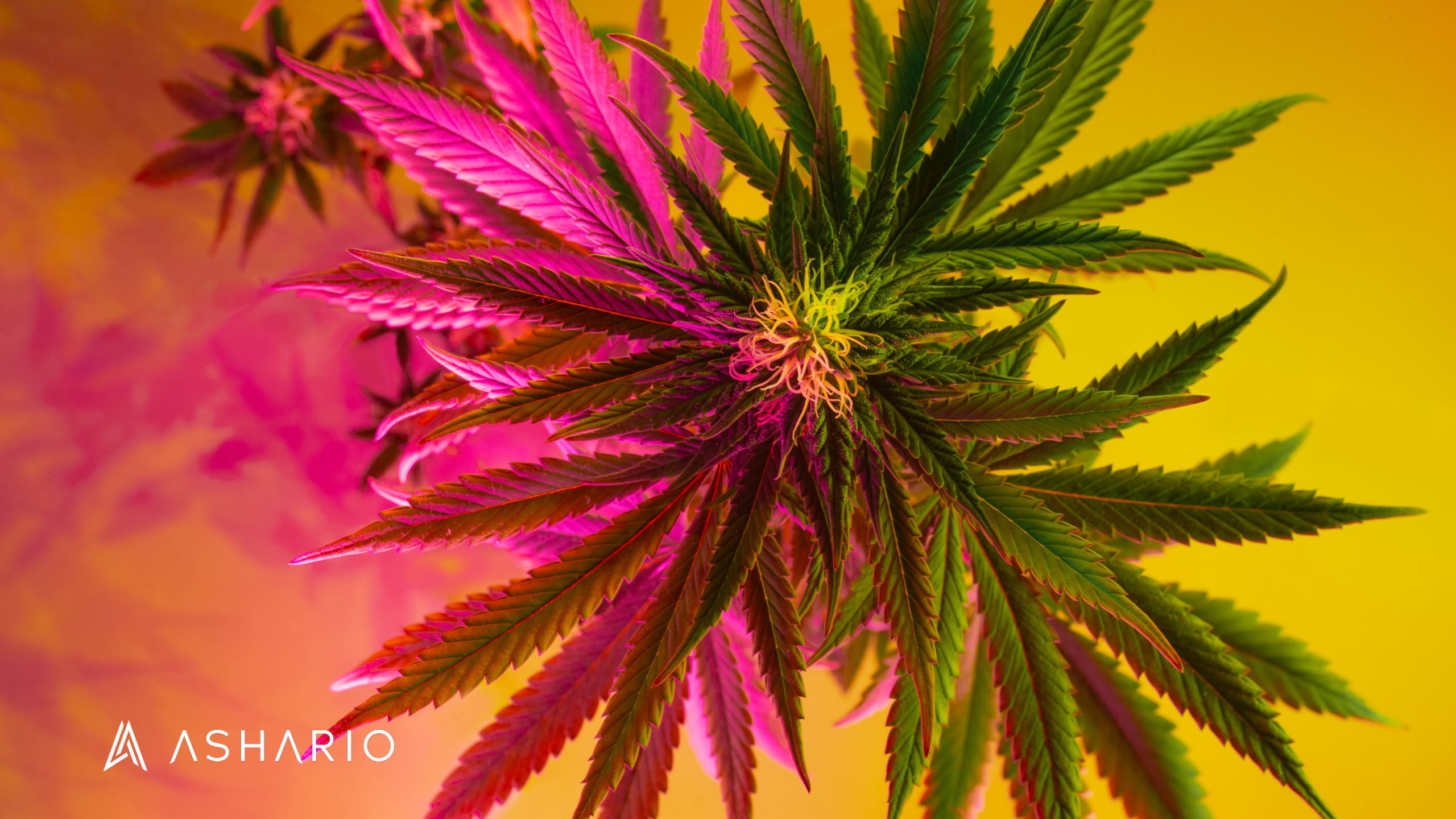 Embark on an exciting journey through the cannabis jungle with Ashario Cannabis as your guide. Explore the vast array of products and strains, from classic favorites to innovative newcomers, and discover the perfect options for your unique preferences.