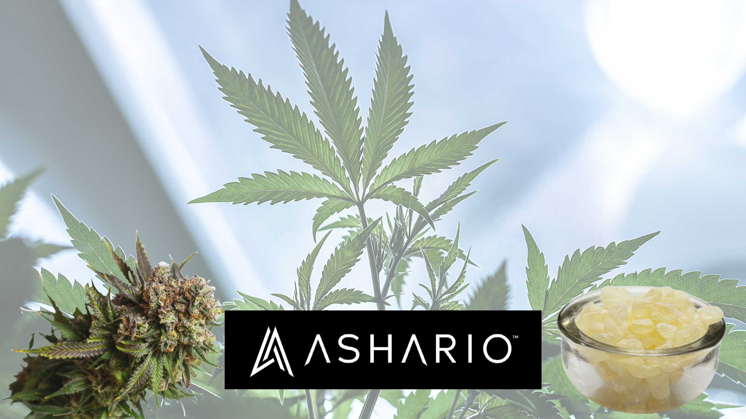 Embark on a journey of exquisite flavors and unparalleled potency with Ashario Cannabis' selection of Live Resin Concentrates.