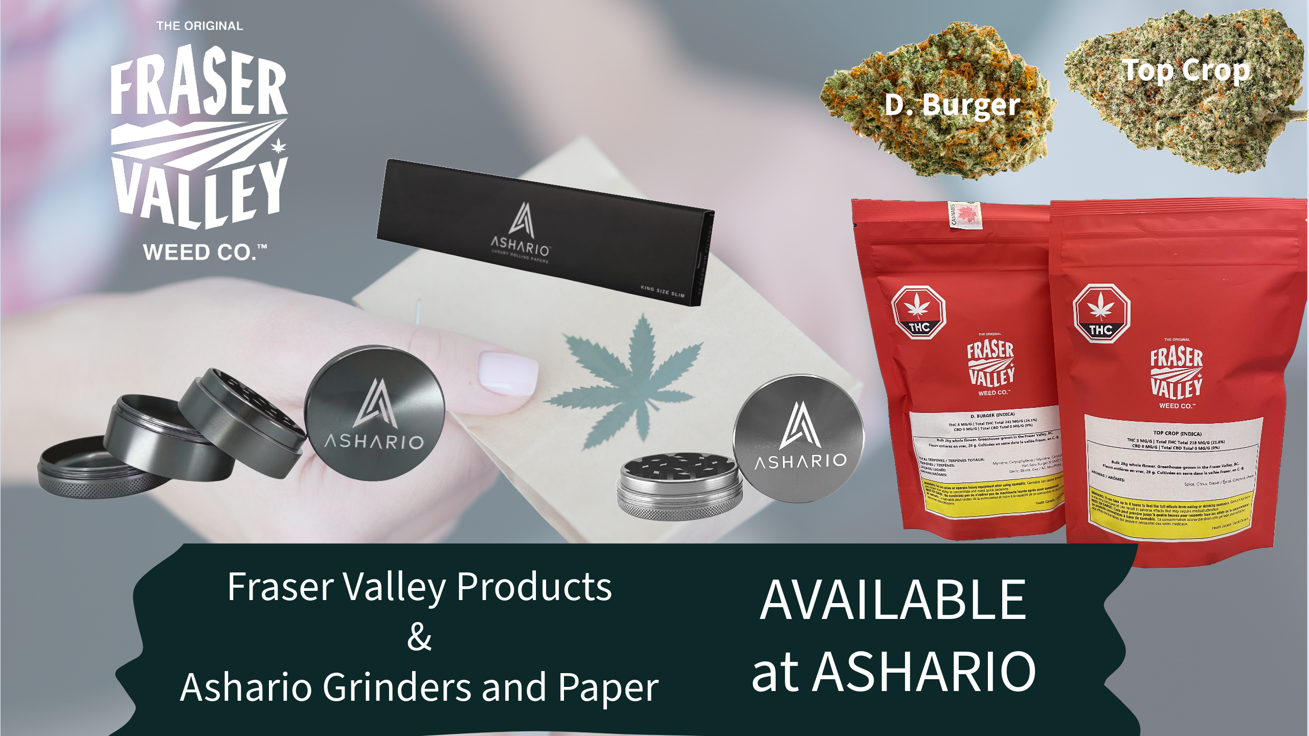 Step into the world of artisanal cannabis with The Original Fraser Valley Weed Co, a beacon of quality and tradition, now available at Ashario Cannabis.