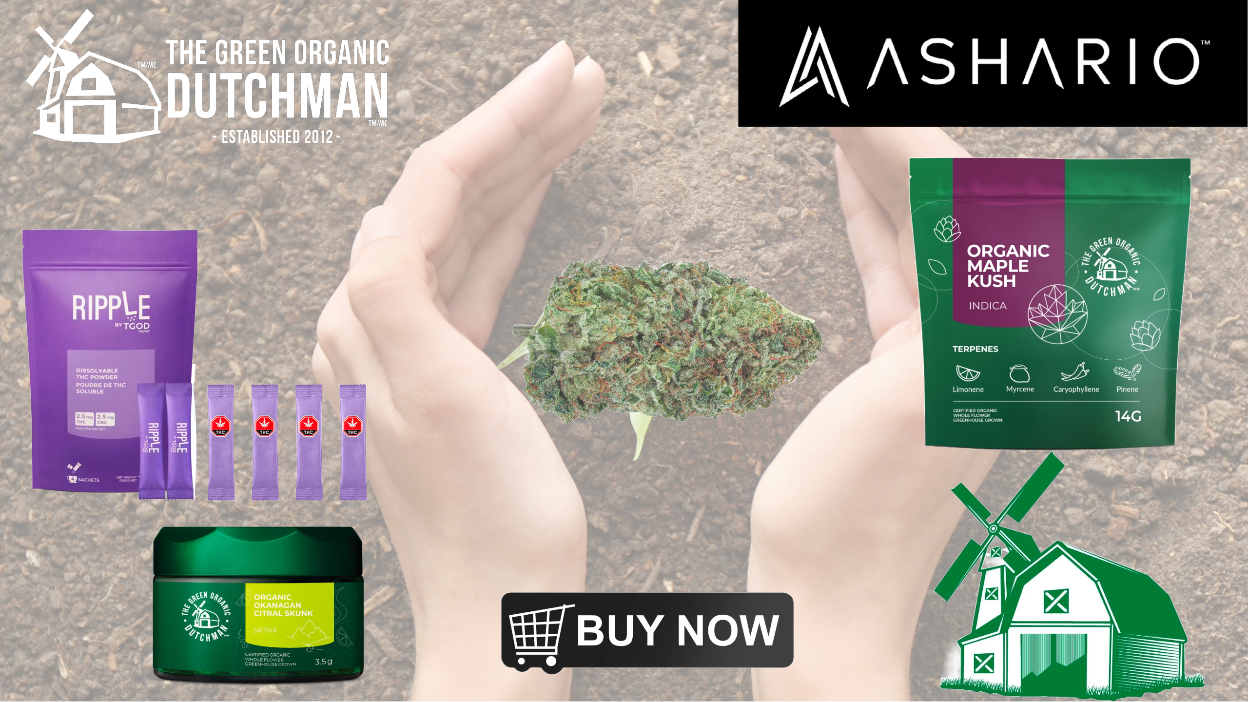 Discover excellence in organic cannabis with The Green Organic Dutchman, featured prominently at Ashario Cannabis.