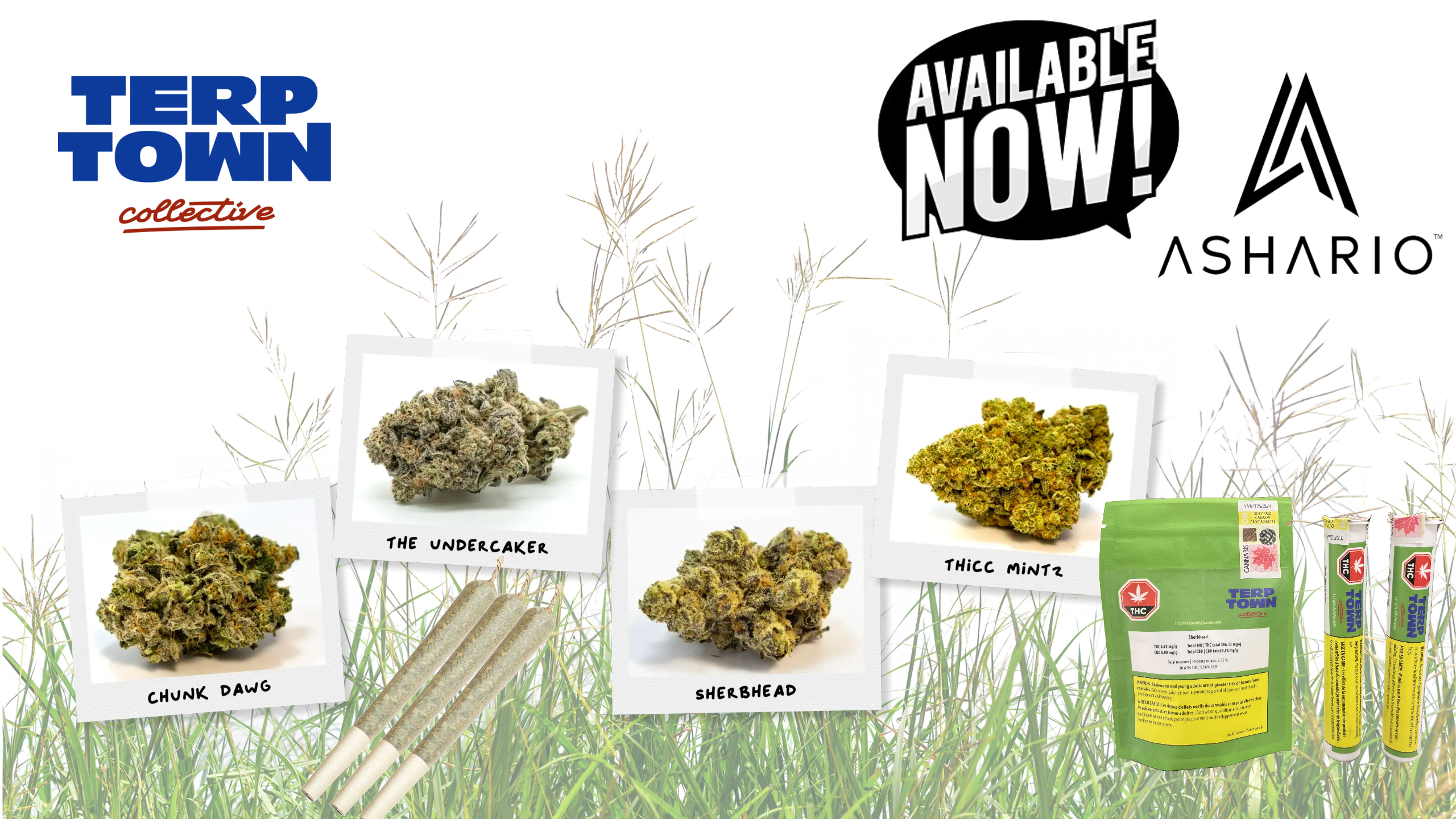 Ashario Cannabis Brand Spotlight: Terp Town Collective