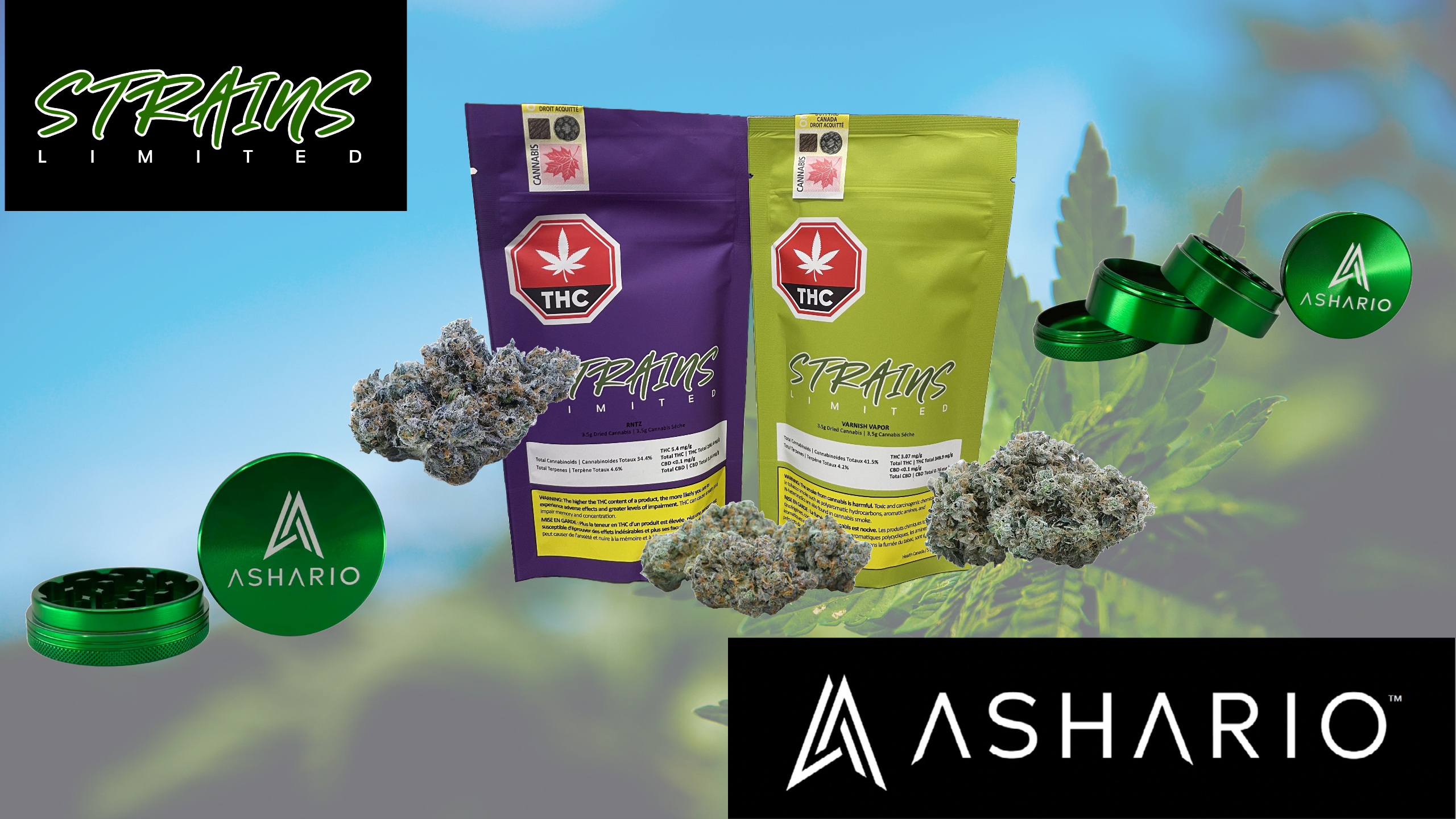 Delve into the world of premium cannabis with Strains Limited, the latest addition to Ashario Cannabis's esteemed collection.