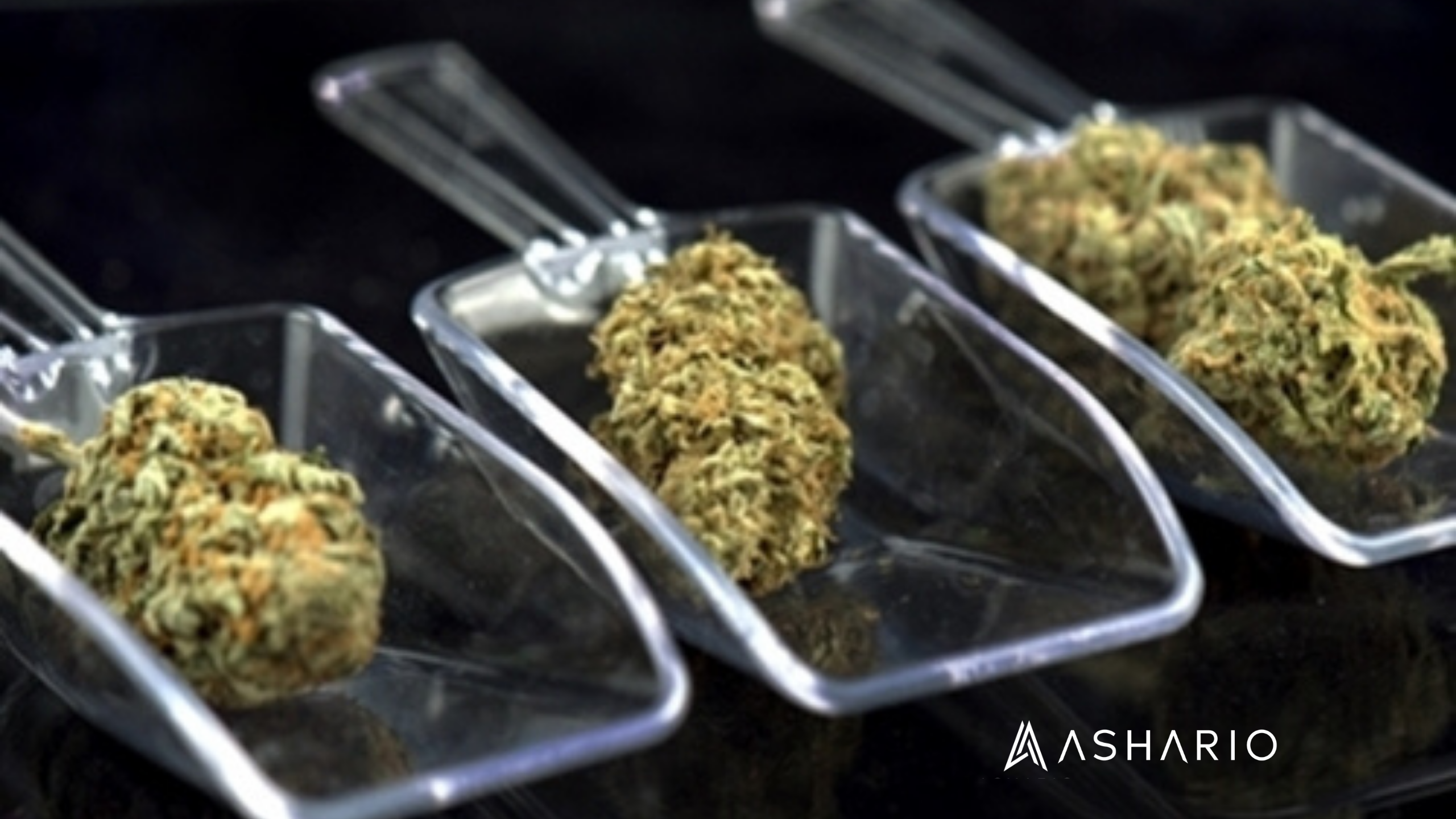 Navigate the world of cannabis dosage with Ashario Cannabis's insightful exploration of safe consumption practices. Learn why patience is key when it comes to cannabis, as rushing dosage can lead to unwanted effects.