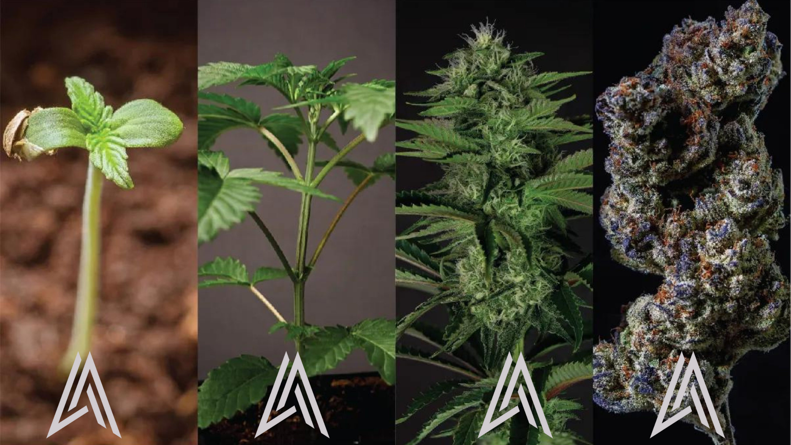 Explore the fascinating journey of cannabis plant growth with Ashario Cannabis's comprehensive guide.