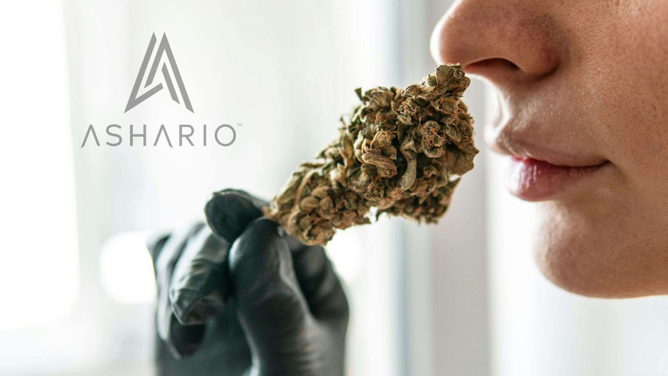Delve into the captivating world of cannabis smell and terpenes with Ashario Cannabis as your guide. Explore the rich diversity of aromas that emanate from our premium cannabis strains, from earthy and piney to fruity and floral.