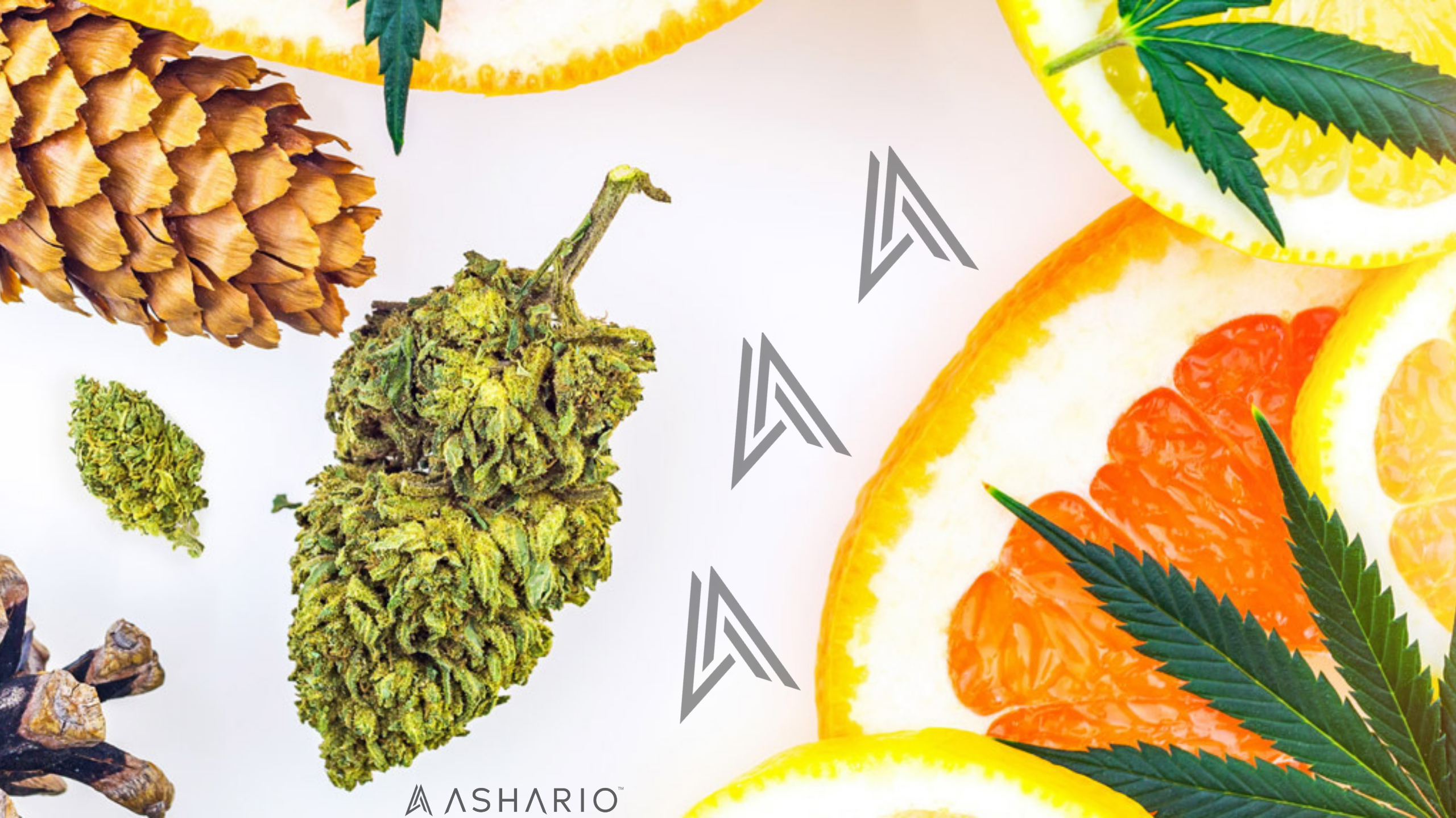 Embark on an aromatic journey with Ashario Cannabis's comprehensive exploration of cannabis terpenes.