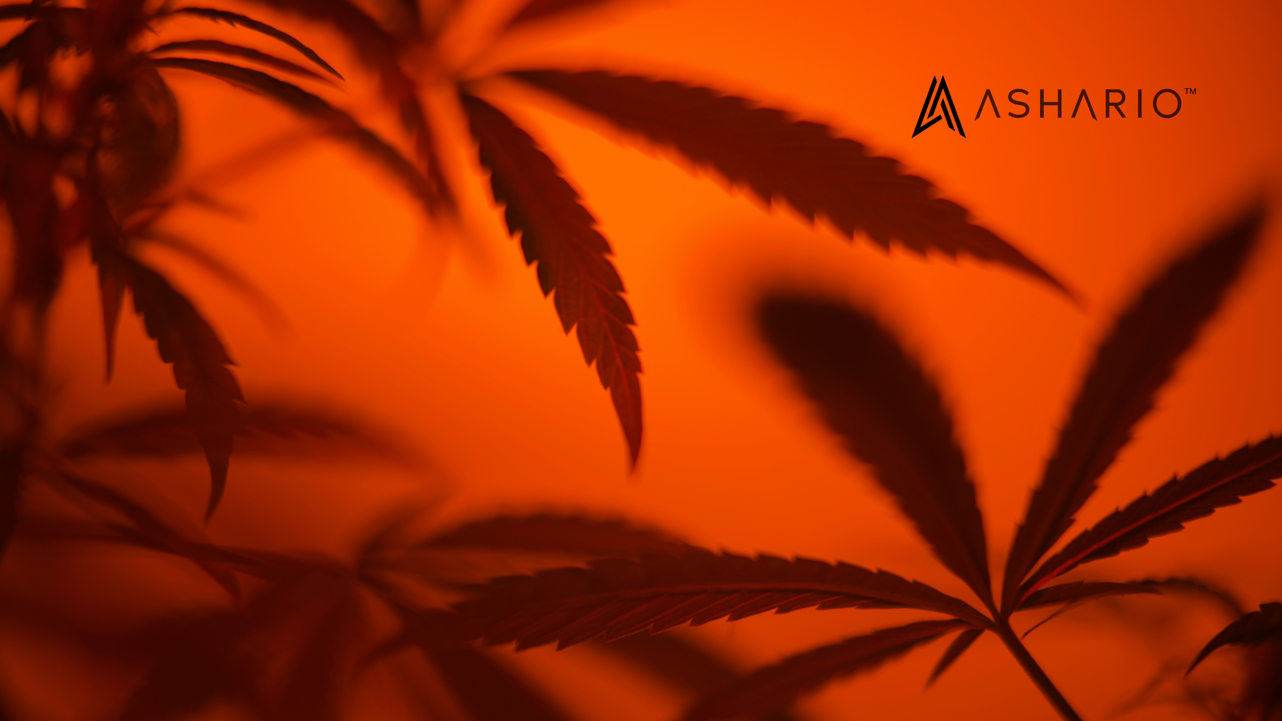 Experience the pinnacle of craft cannabis in North York with Ashario Cannabis.