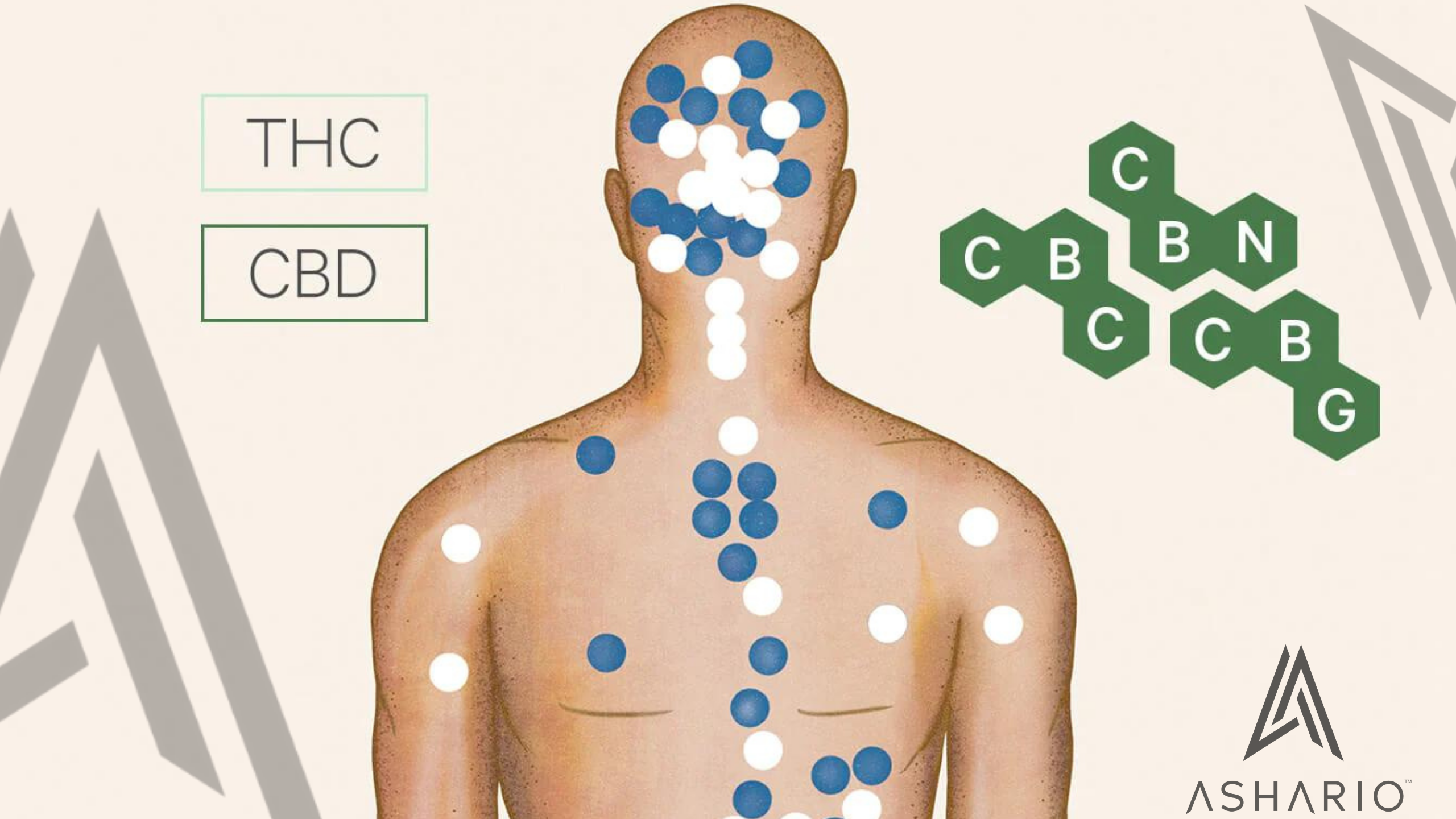 Delve into the world of minor cannabinoids with Ashario Cannabis as your guide. Explore the unique properties of CBG, CBC, and CBN, and discover their potential therapeutic benefits.