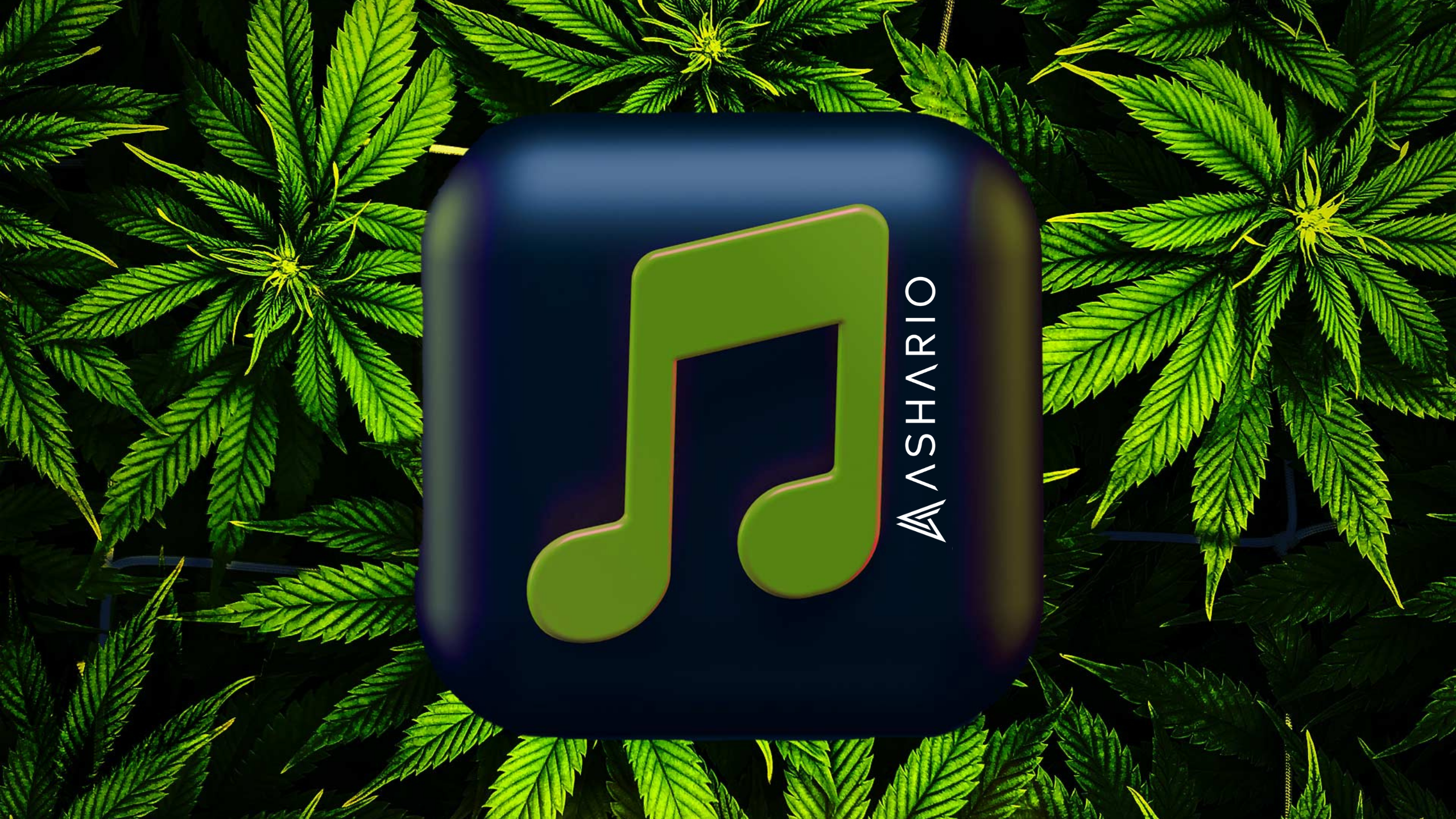 Embark on a sensory journey with Ashario Cannabis's ultimate guide to high music. 