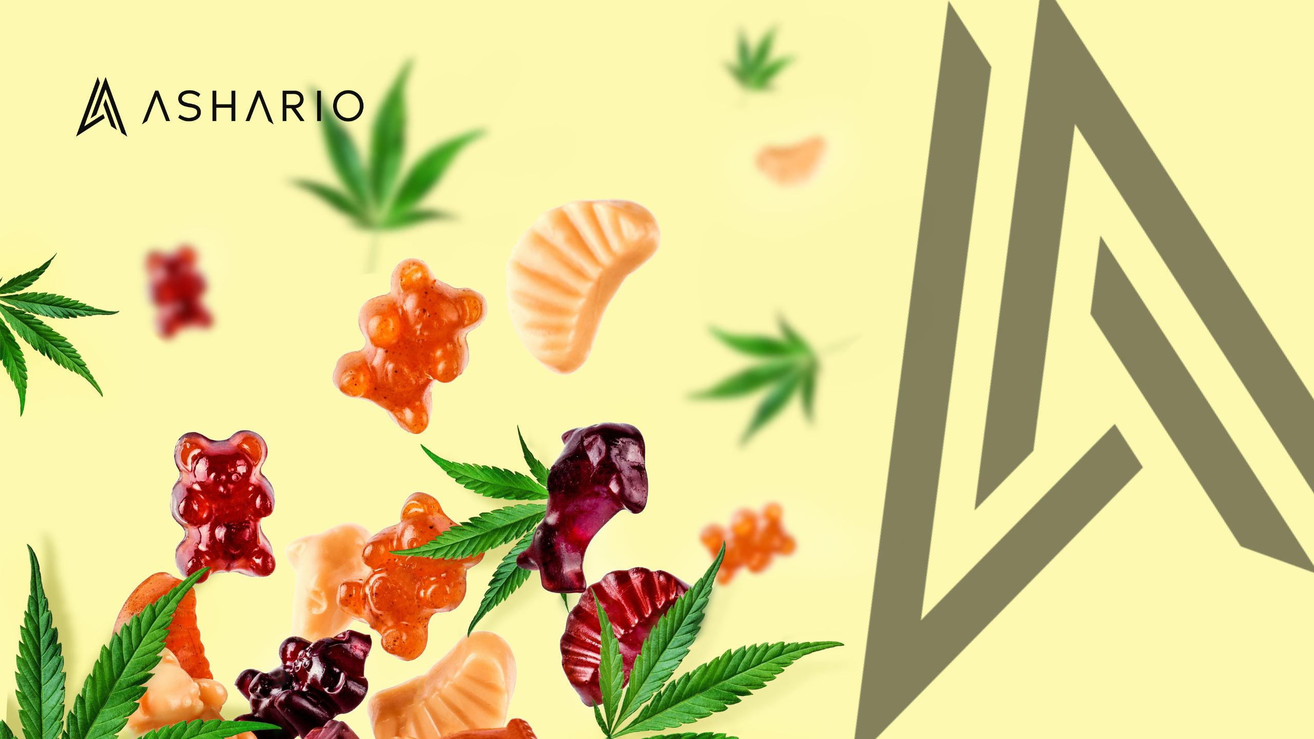 Elevate your cannabis experience with high THC gummies from Ashario Cannabis. Crafted with precision and expertise, our gummies deliver a potent dose of THC in a delicious and convenient form.