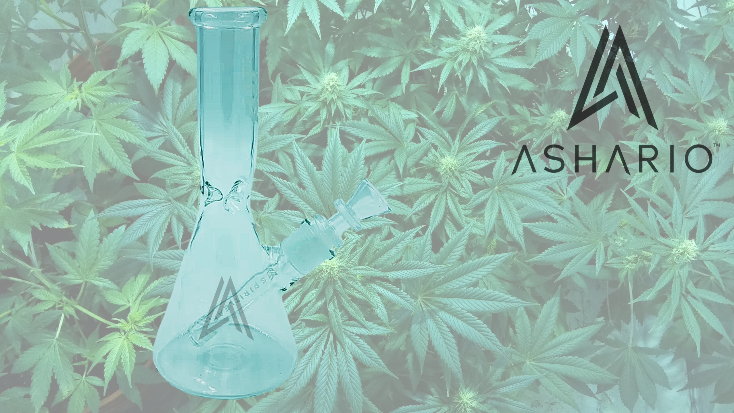 Join us as we dive into the art of bong cleaning with Ashario Cannabis. Explore the step-by-step process of restoring your bong to its pristine condition, from gathering supplies to executing the cleaning technique.