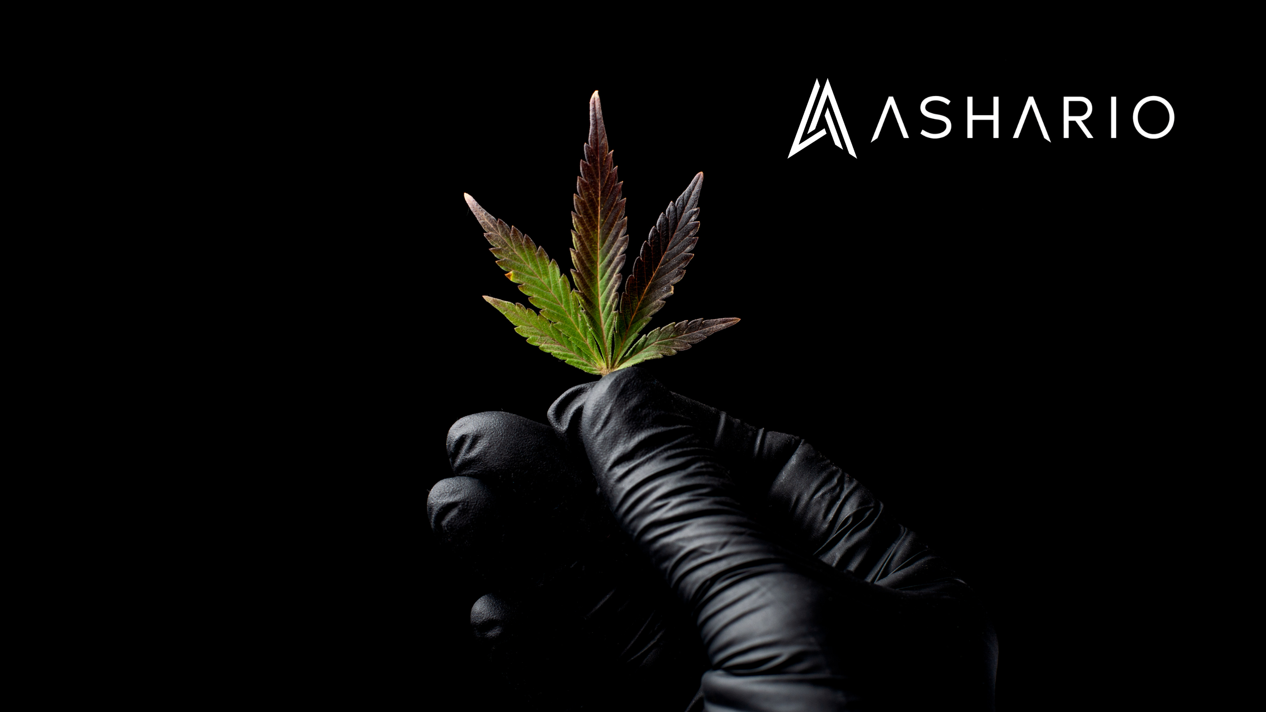 Ashario Cannabis is your licensed cannabis dispensary in North York, offering a premium selection of legal cannabis products.