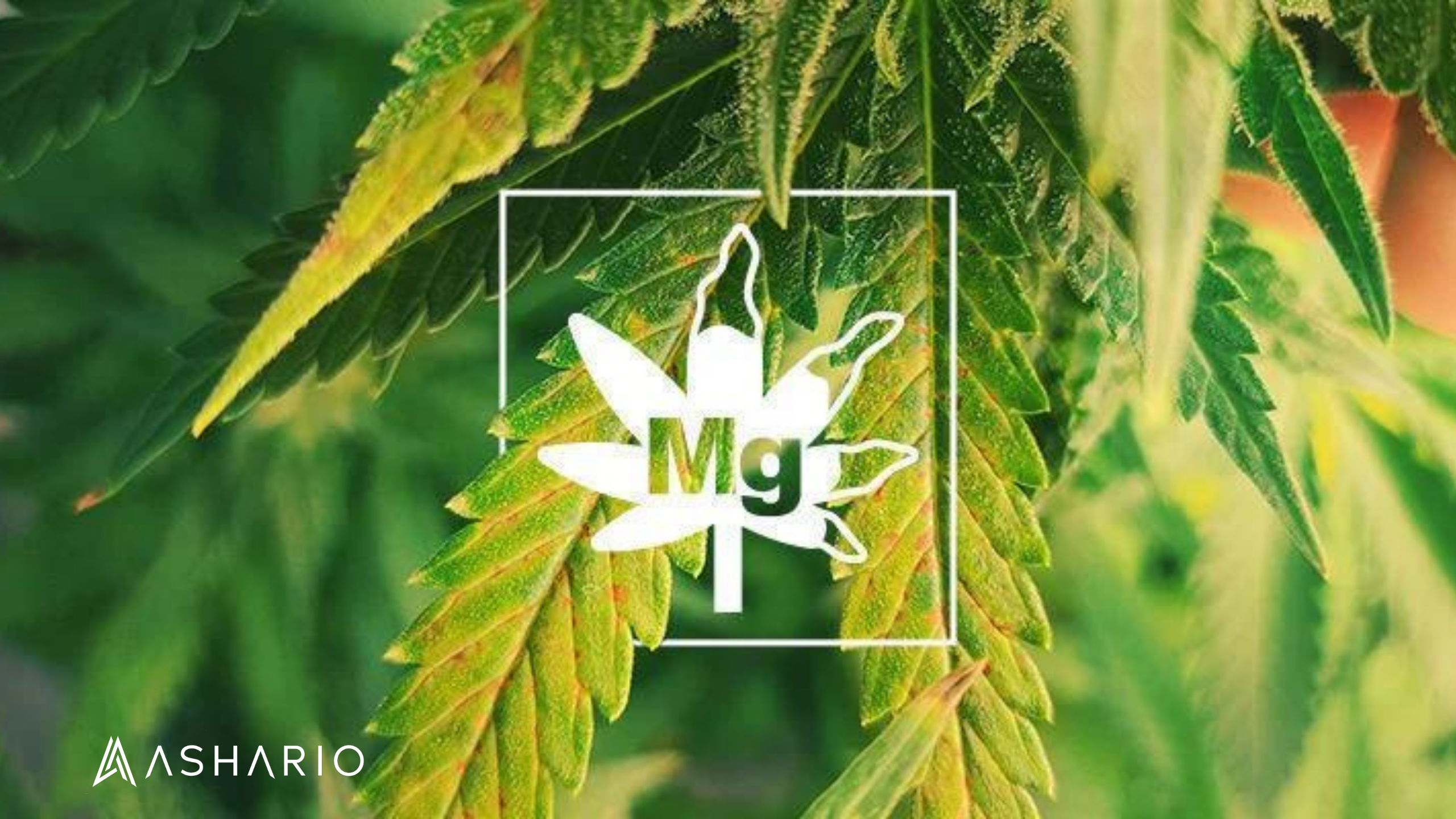 Learn how to identify and address magnesium deficiency in your cannabis plants with Ashario Cannabis's comprehensive guide. 