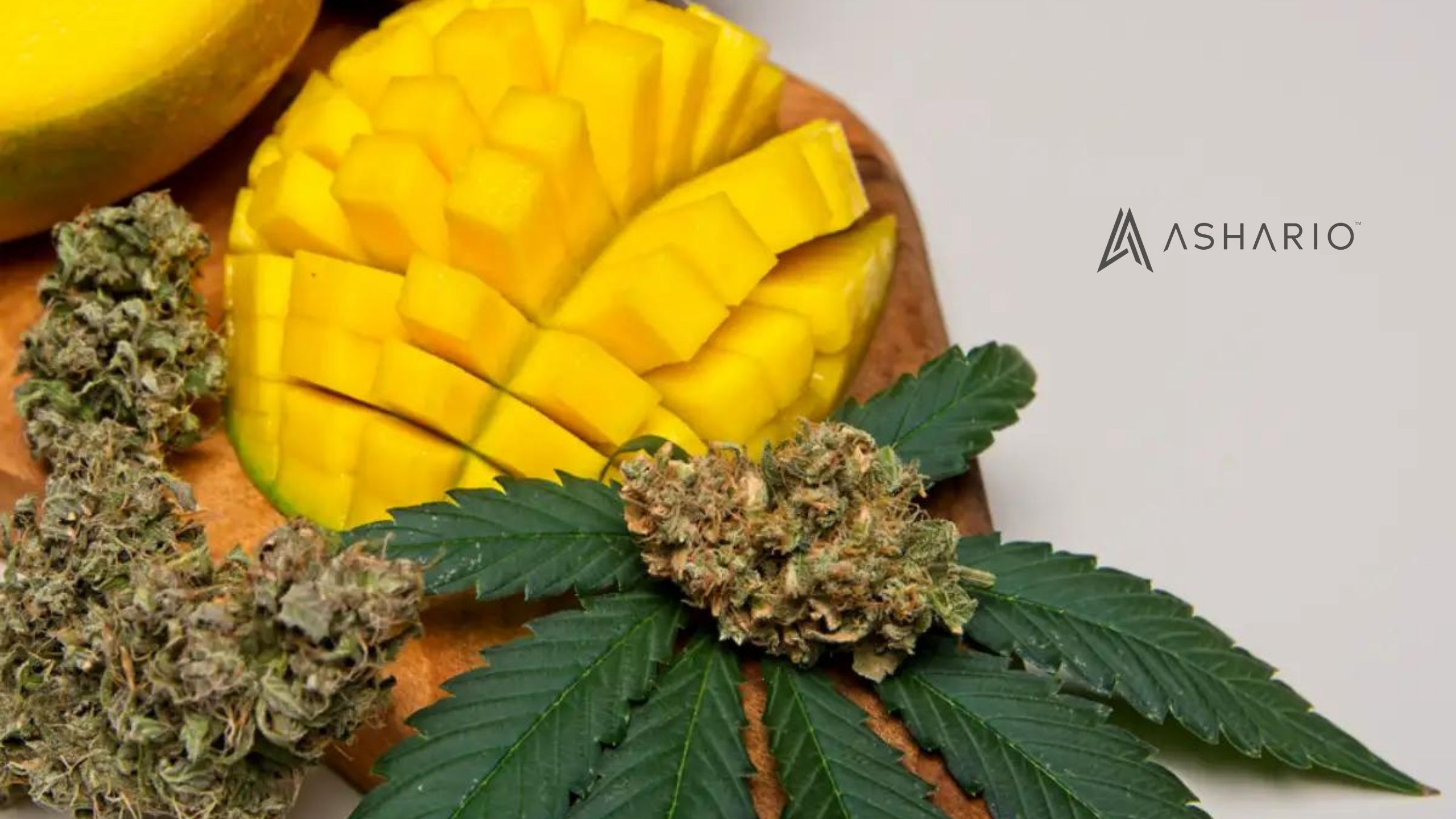Join us on an aromatic journey through the world of myrcene with Ashario Cannabis. Dive into the depths of this essential terpene, known for its earthy and fruity aroma, and discover its potential therapeutic benefits.