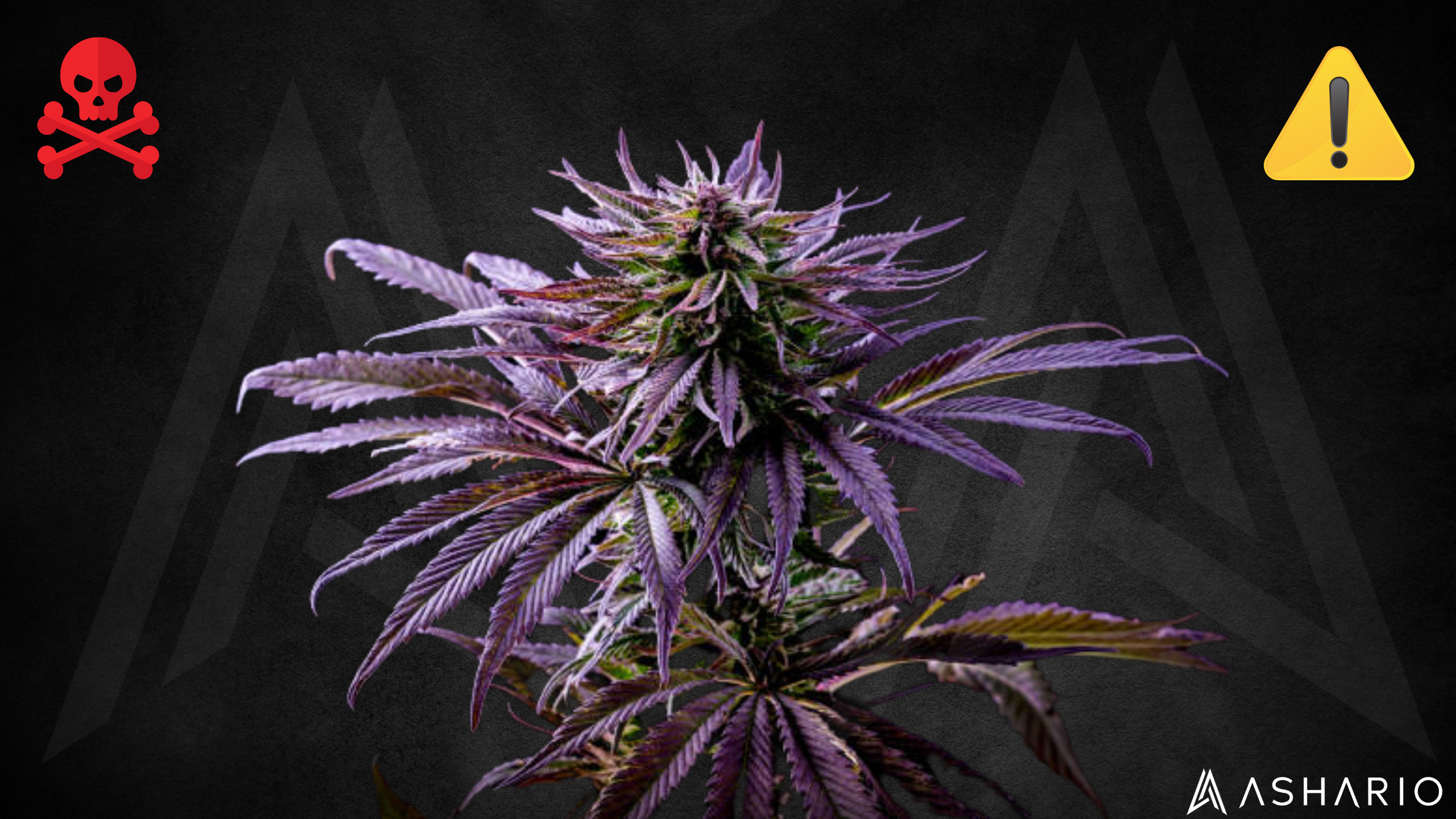 Delve into the Pull the Plug campaign as we shed light on the hidden dangers of legacy cannabis. Explore the risks associated with unregulated and uncertified products, from contamination to inconsistent potency levels.