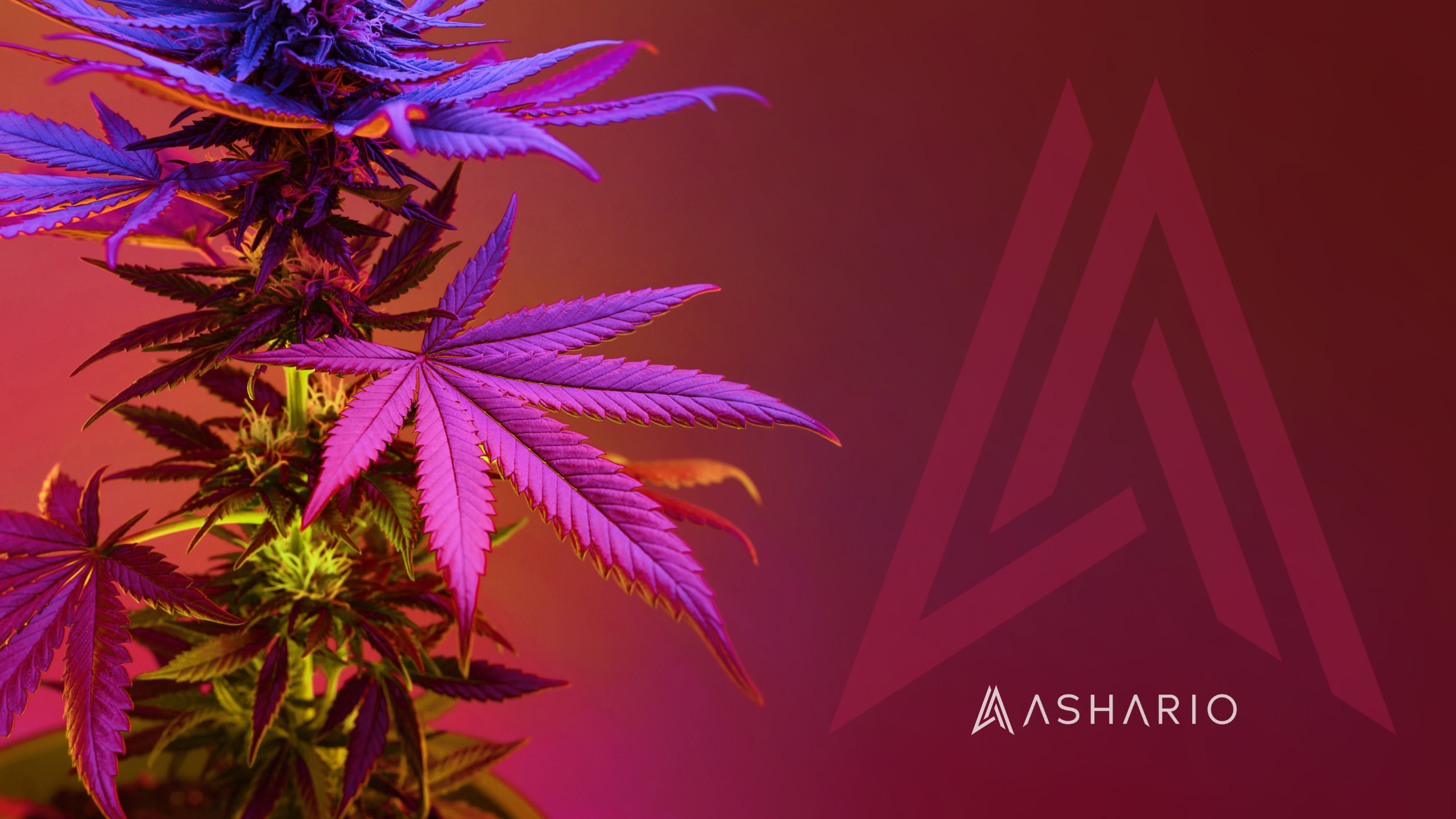 Indulge in the luxurious euphoria of Ashario Cannabis Finch's Pink Kush High THC. Renowned for its potent effects and captivating aroma, Pink Kush offers a blissful experience that transcends the ordinary.