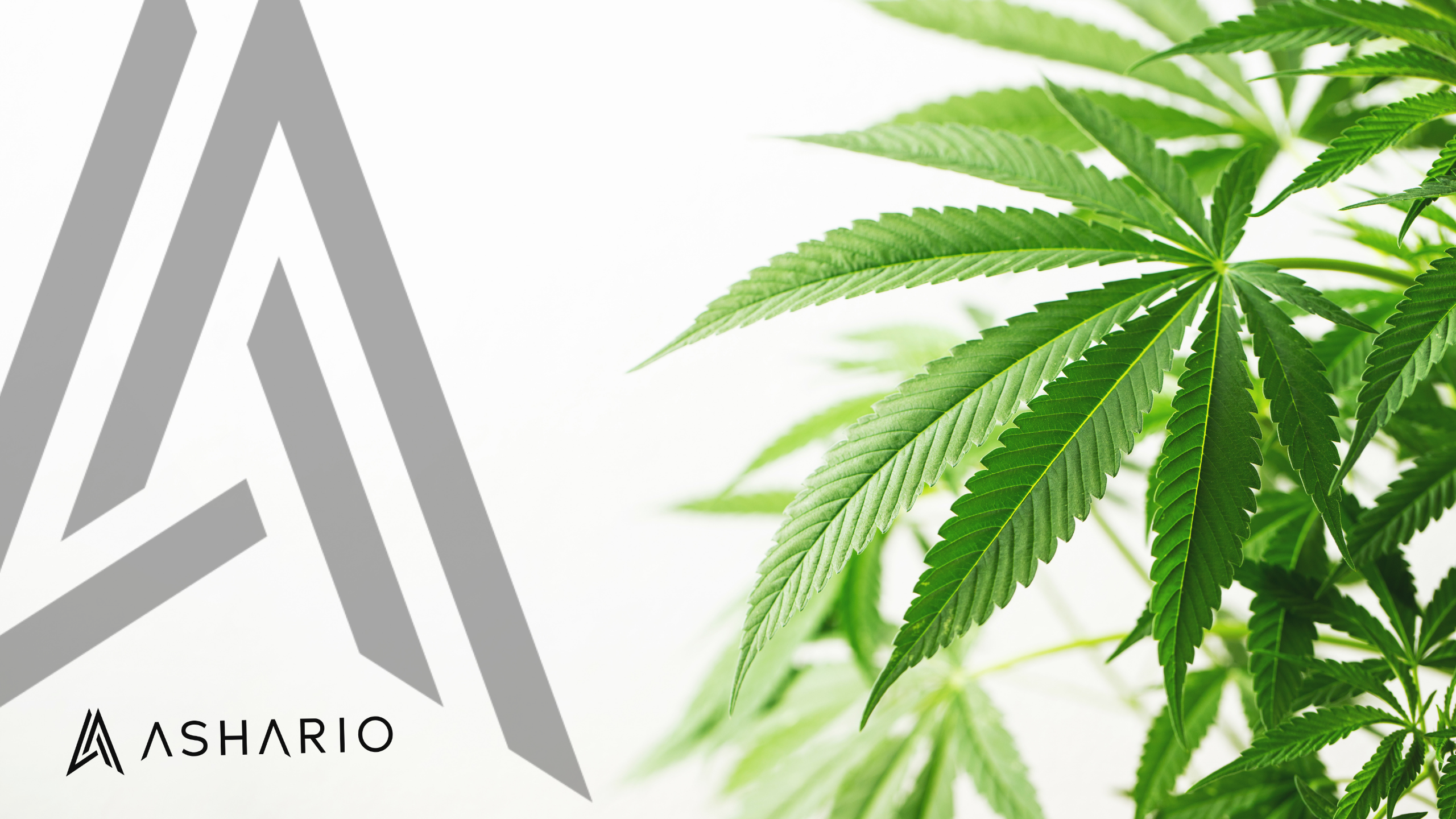 Embark on a journey of elevated experiences with Ashario Cannabis's potent THC strains. 