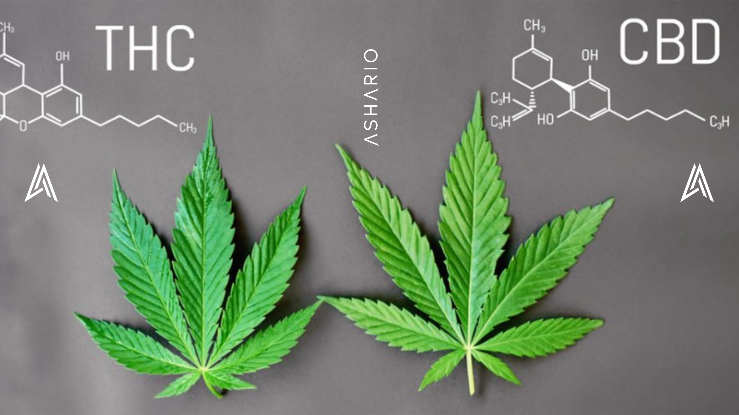 Embark on a journey through the world of cannabis with Ashario Cannabis as we explore the differences between THC and CBD.