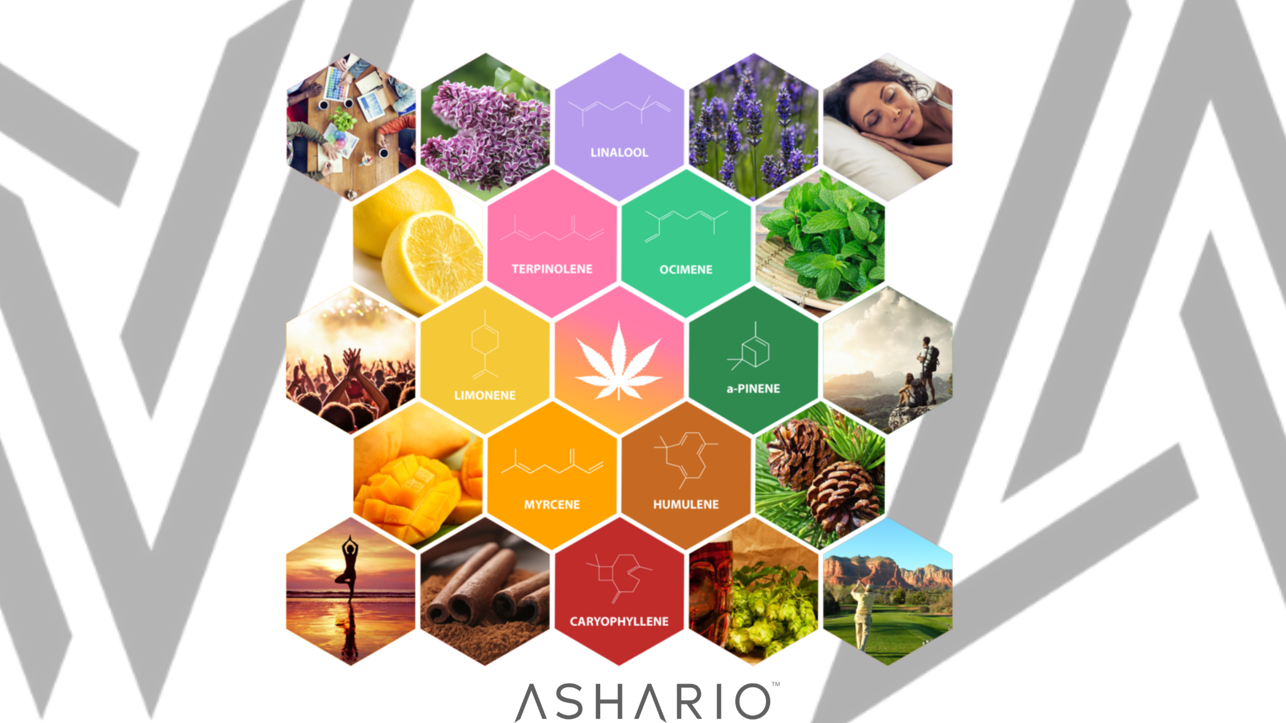 Unlock the secrets of terpenes with Ashario Cannabis as we present the ultimate beginner's guide to enhancing your cannabis experience. Dive into the world of aromatic compounds that shape the flavors and effects of cannabis strains. 