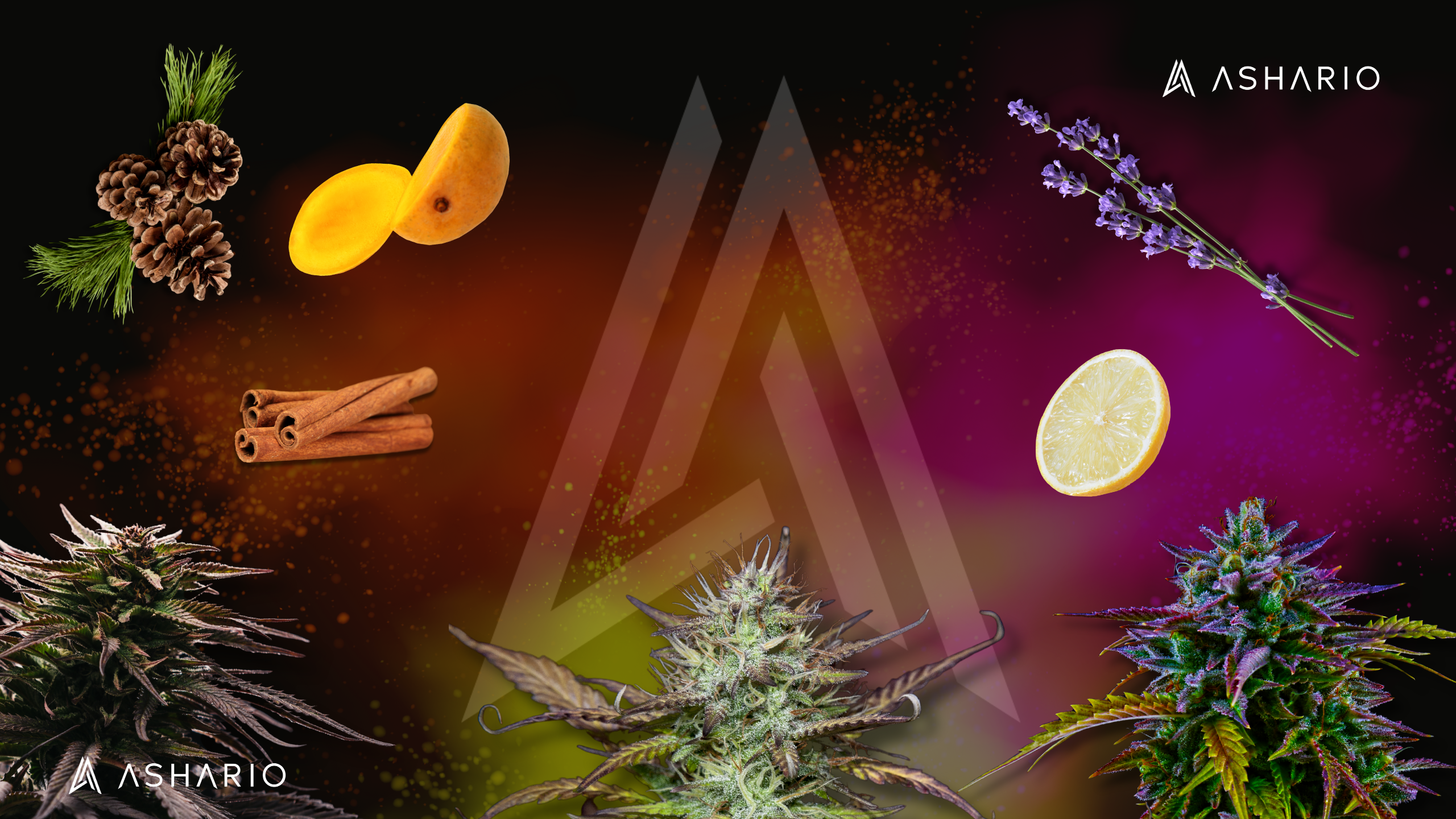 Embark on a journey of discovery with Ashario Cannabis as we unlock the secrets of terpene profiles in cannabis strains. Explore the aromatic world of terpenes and their role in defining the unique characteristics of each strain.
