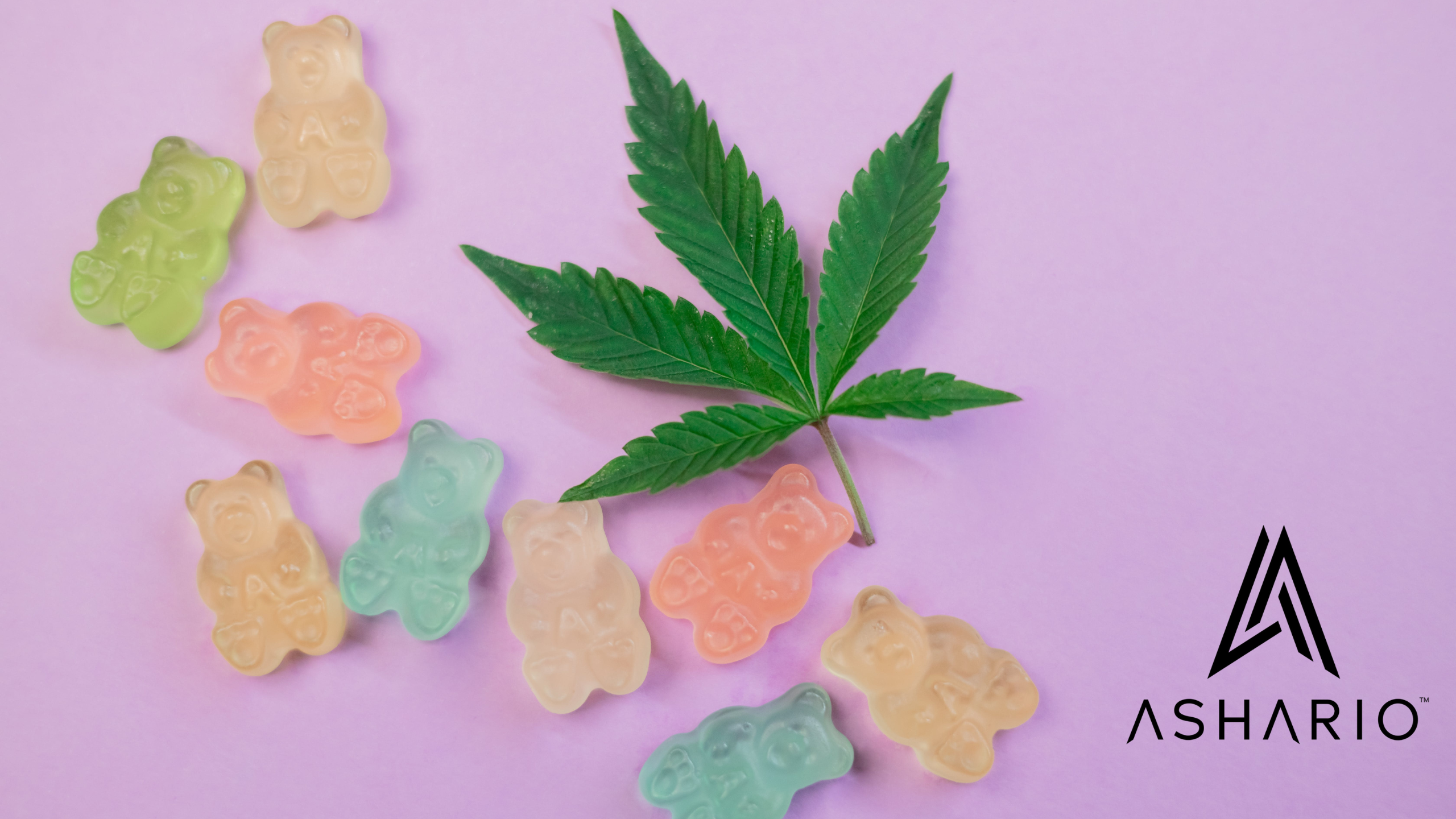 Ashario Cannabis Presents: Limited Edition High-Potency THC Edibles