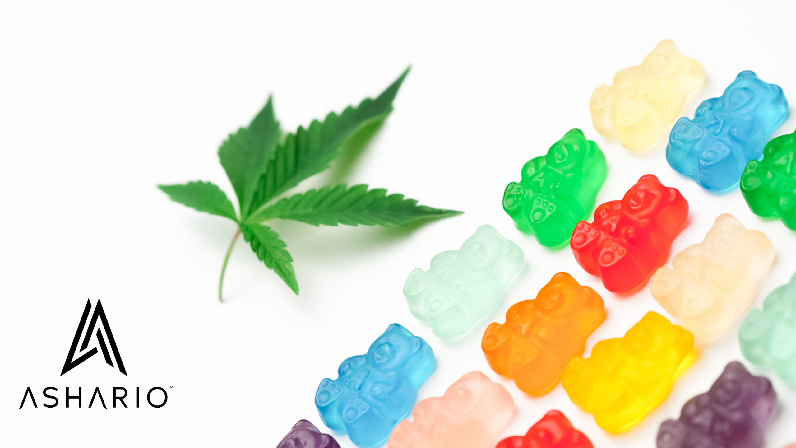 Embark on a journey of potent indulgence with Ashario Cannabis, your premier destination for strong gummies in Canada.