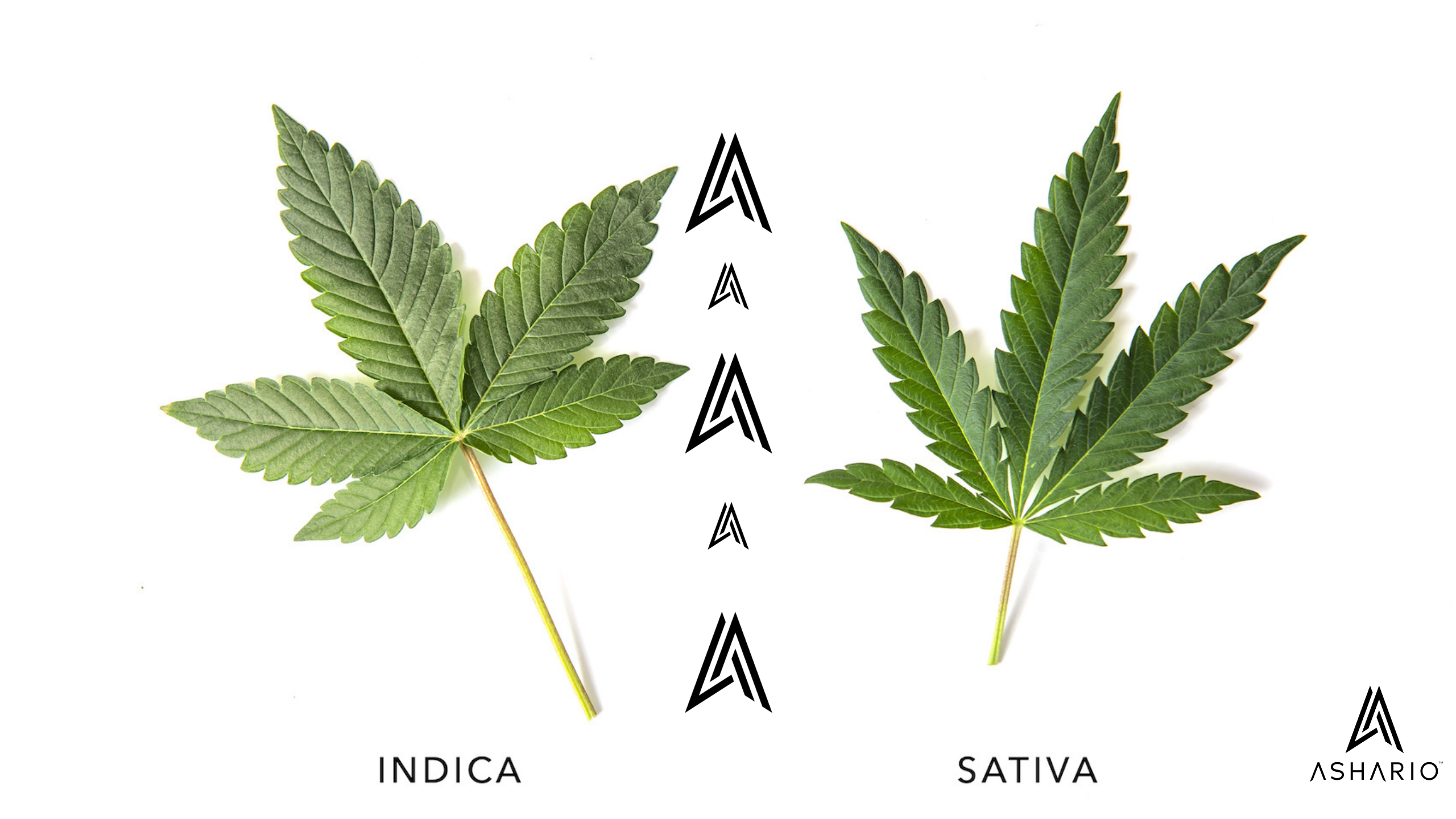 Dive deep into the world of cannabis taxonomy with our comprehensive guide to the differences between Indica and Sativa strains. Explore the origins and characteristics of each variety, from their physical appearance to their effects on the body and mind.