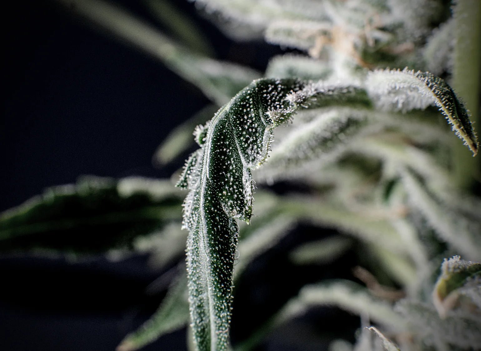 World of Hashish : The Ultimate Guide to the Finest Selection