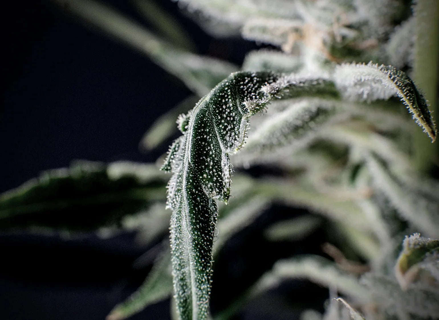Bright Hashish World of Hashish : The Ultimate Guide to the Finest Selection – Ashario