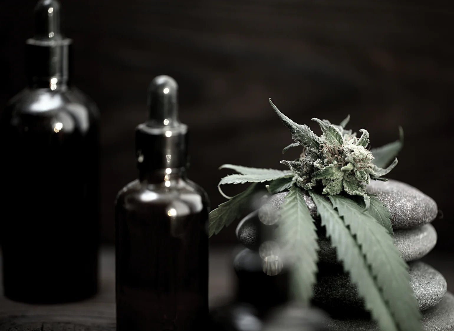 Discover Cannabis Tinctures at Ashario Cannabis